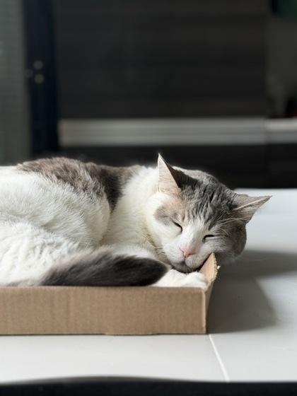 Rocco & Joe, a ADOPTABLE Domestic Medium Hair in Toronto, ON image 2/3
