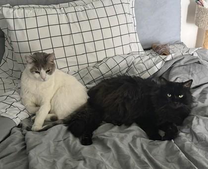 Rocco & Joe, a ADOPTABLE Domestic Medium Hair in Toronto, ON image 1/3