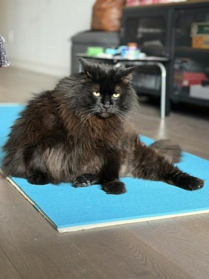 Rocco & Joe, a ADOPTABLE Domestic Medium Hair in Toronto, ON image 3/3