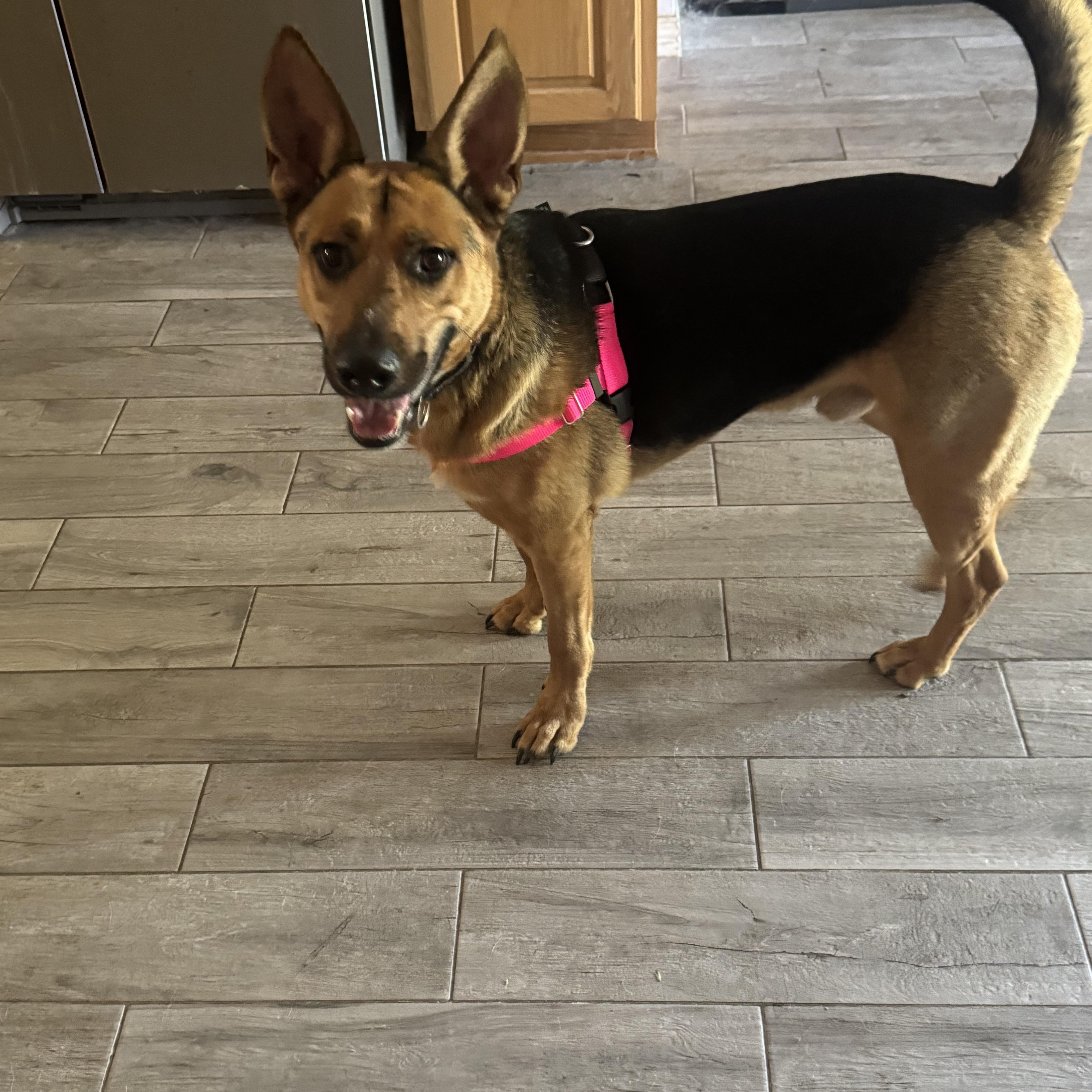 Enlarge FONZ, an adoptable German Shepherd Dog in Charlotte, NC image 5/5