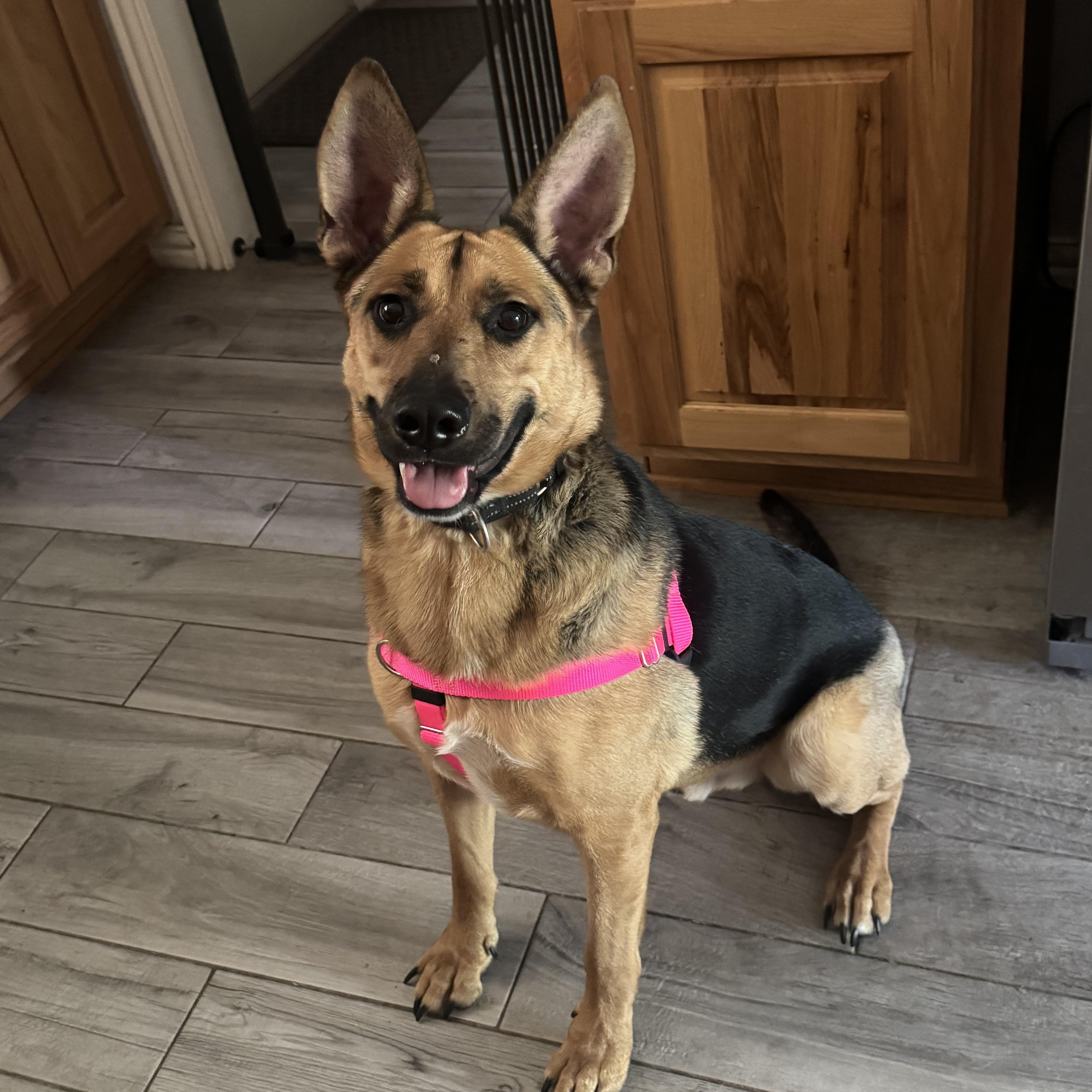 Enlarge FONZ, an adoptable German Shepherd Dog in Charlotte, NC image 4/5