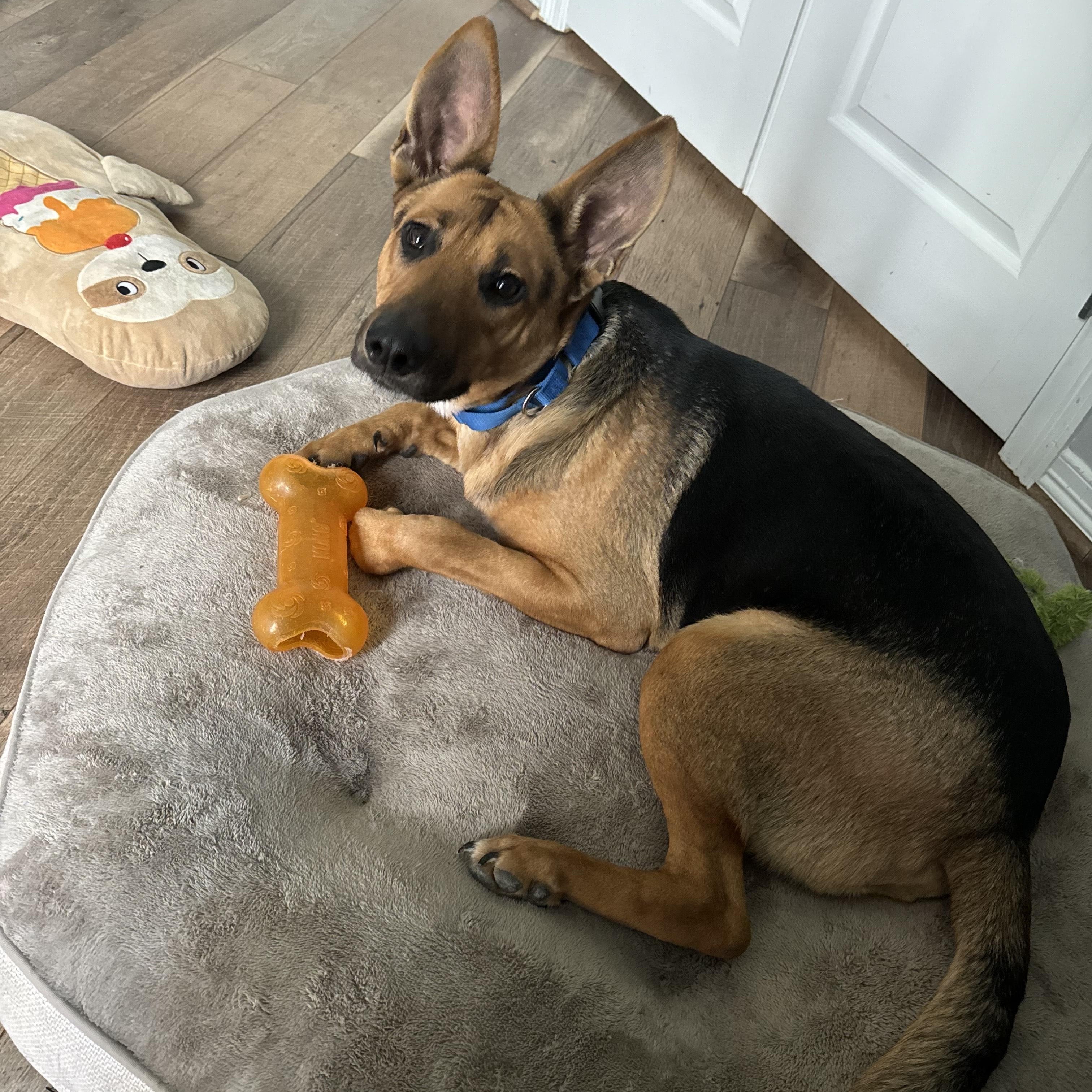 Enlarge FONZ, an adoptable German Shepherd Dog in Charlotte, NC image 2/5