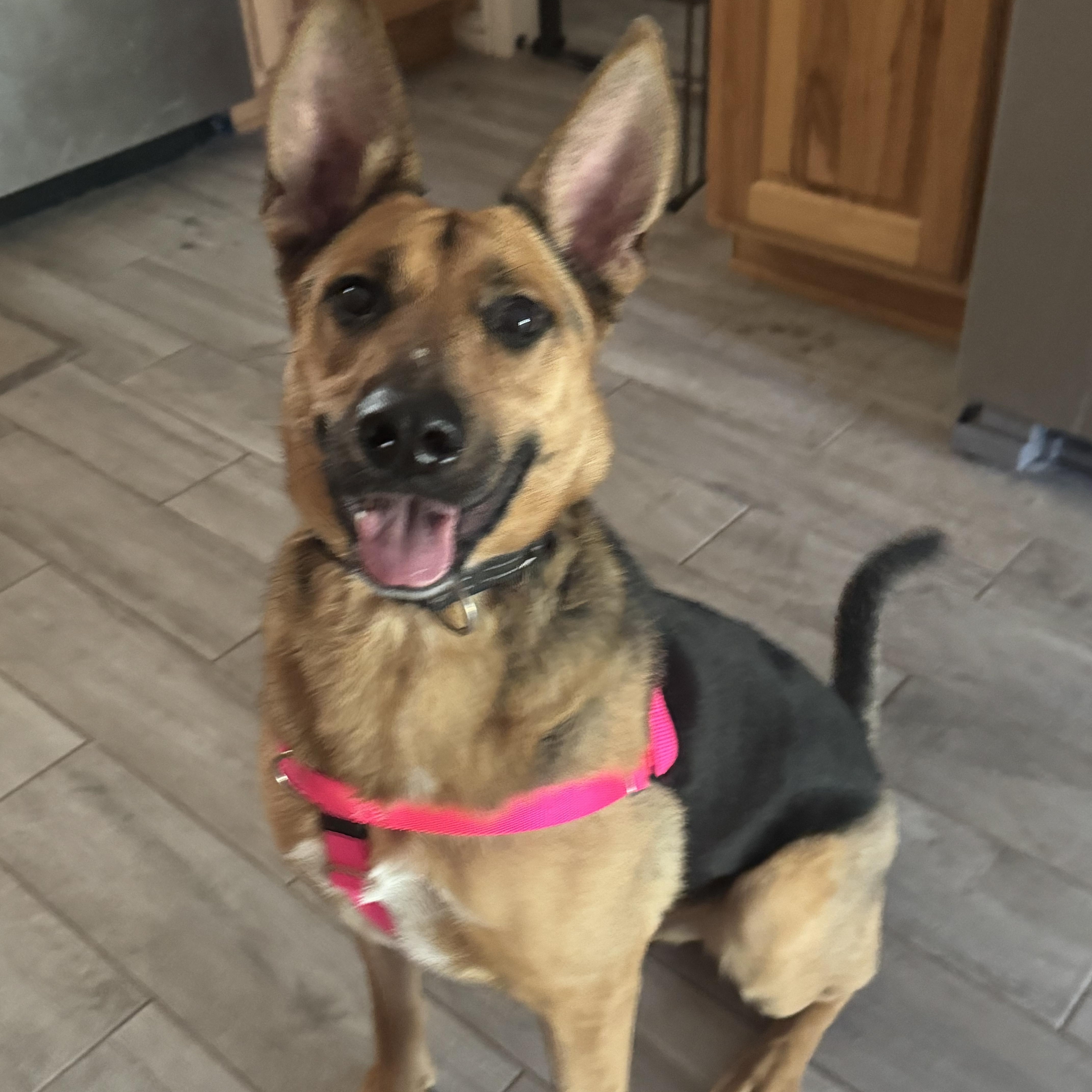 Enlarge FONZ, an adoptable German Shepherd Dog in Charlotte, NC image 1/5