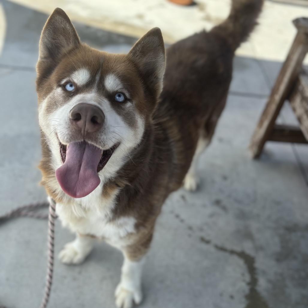 Enlarge Jason, a Adoptable mixed breed in Long Beach, CA image 1/6
