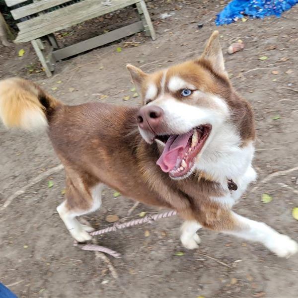 Enlarge Jason, a Adoptable mixed breed in Long Beach, CA image 4/6