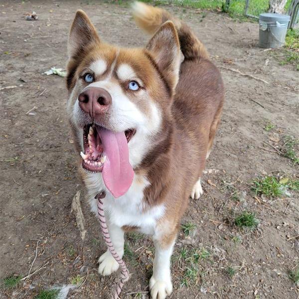 Enlarge Jason, a Adoptable mixed breed in Long Beach, CA image 5/6