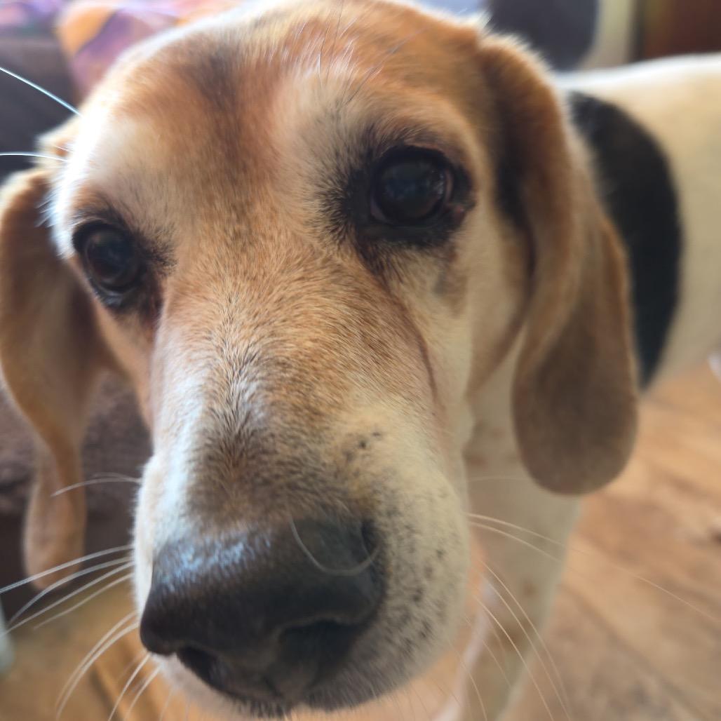 Lucky Beagle, Adoptable, Senior Female Beagle.