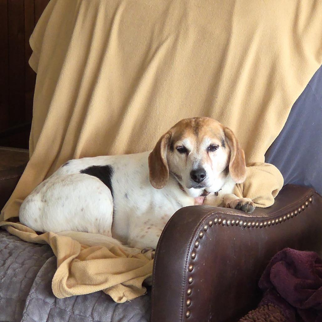 Lucky Beagle, a Adoptable Beagle in Tunkhannock, PA image 2/2