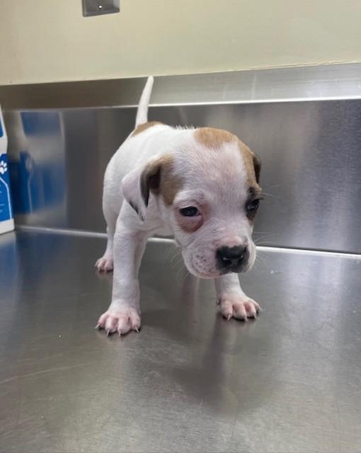 KERMIT, Adoptable, Puppy Male Pit Bull Terrier & Mixed Breed.