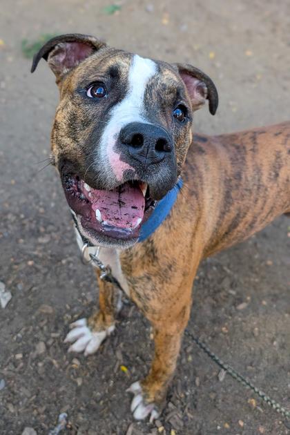 Foam Finger, a Adoptable Mixed Breed in Cincinnati, OH image 1/3