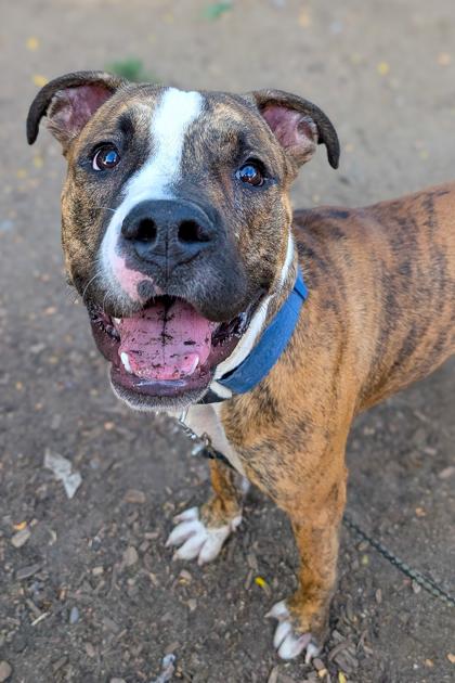 Foam Finger, a Adoptable Mixed Breed in Cincinnati, OH image 2/3