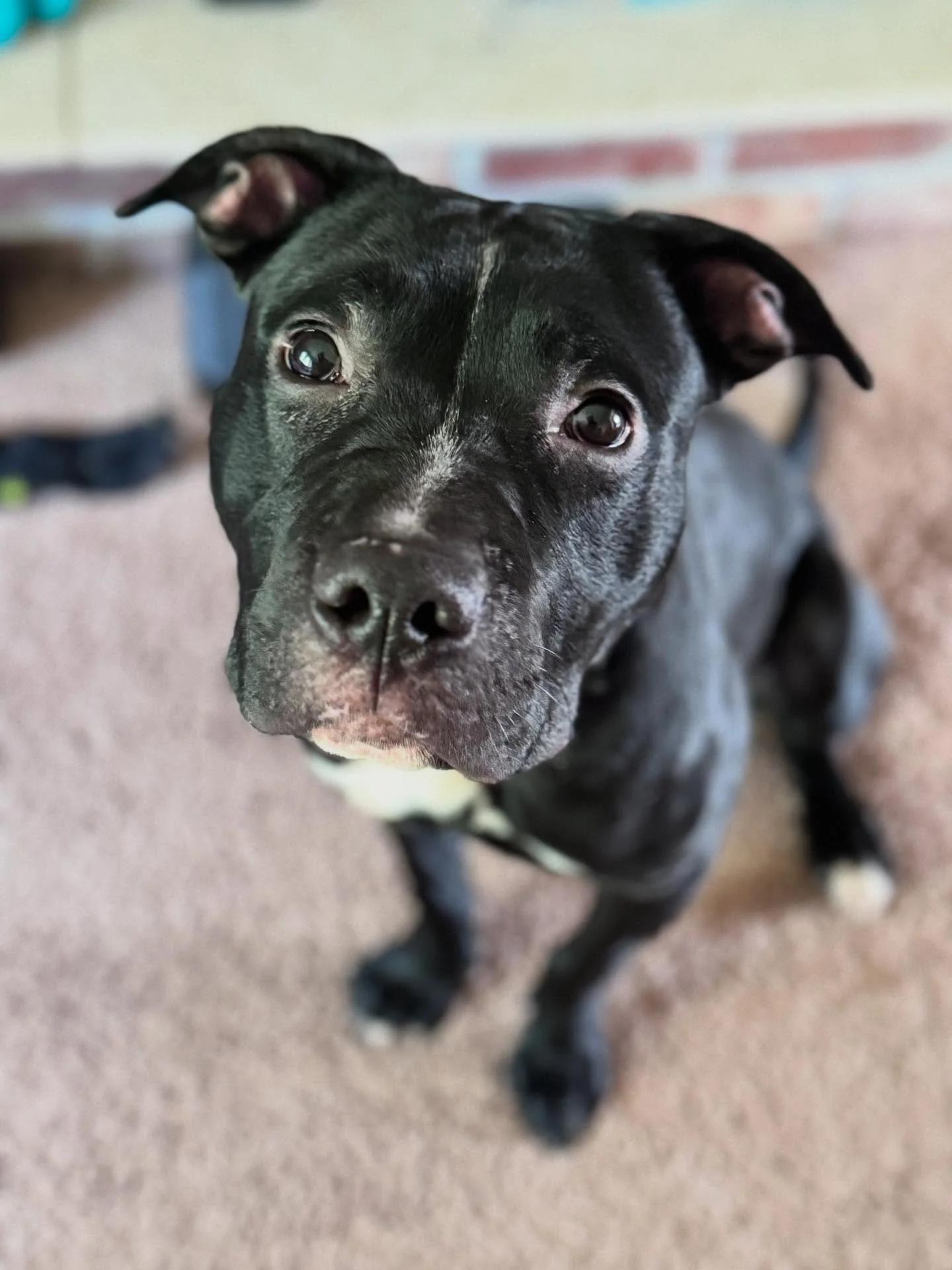 Declan, Adoptable, Young Male Pit Bull Terrier & Black Labrador Retriever.