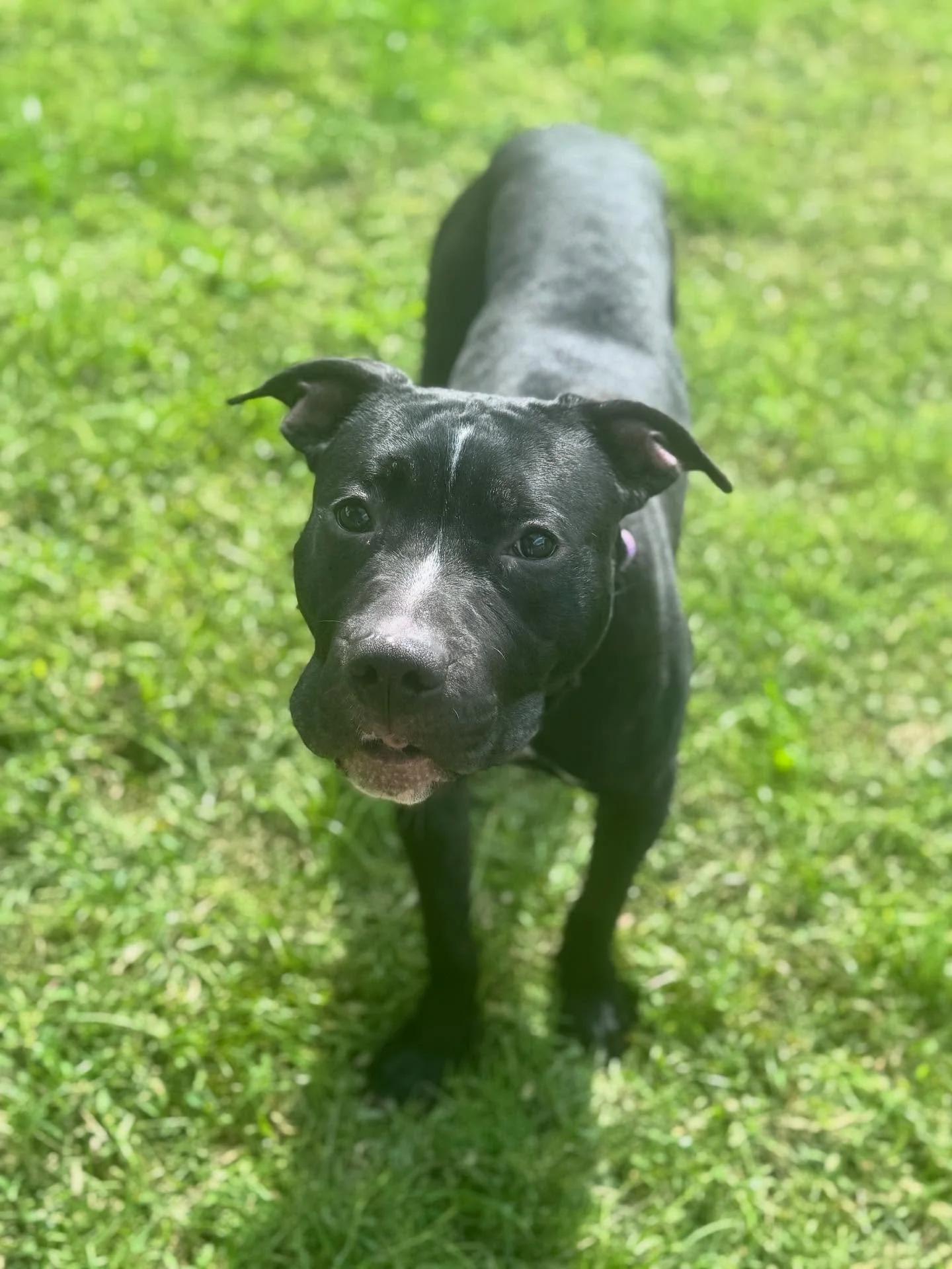 Enlarge Declan, a Adoptable mixed breed in Minneapolis, MN image 3/6