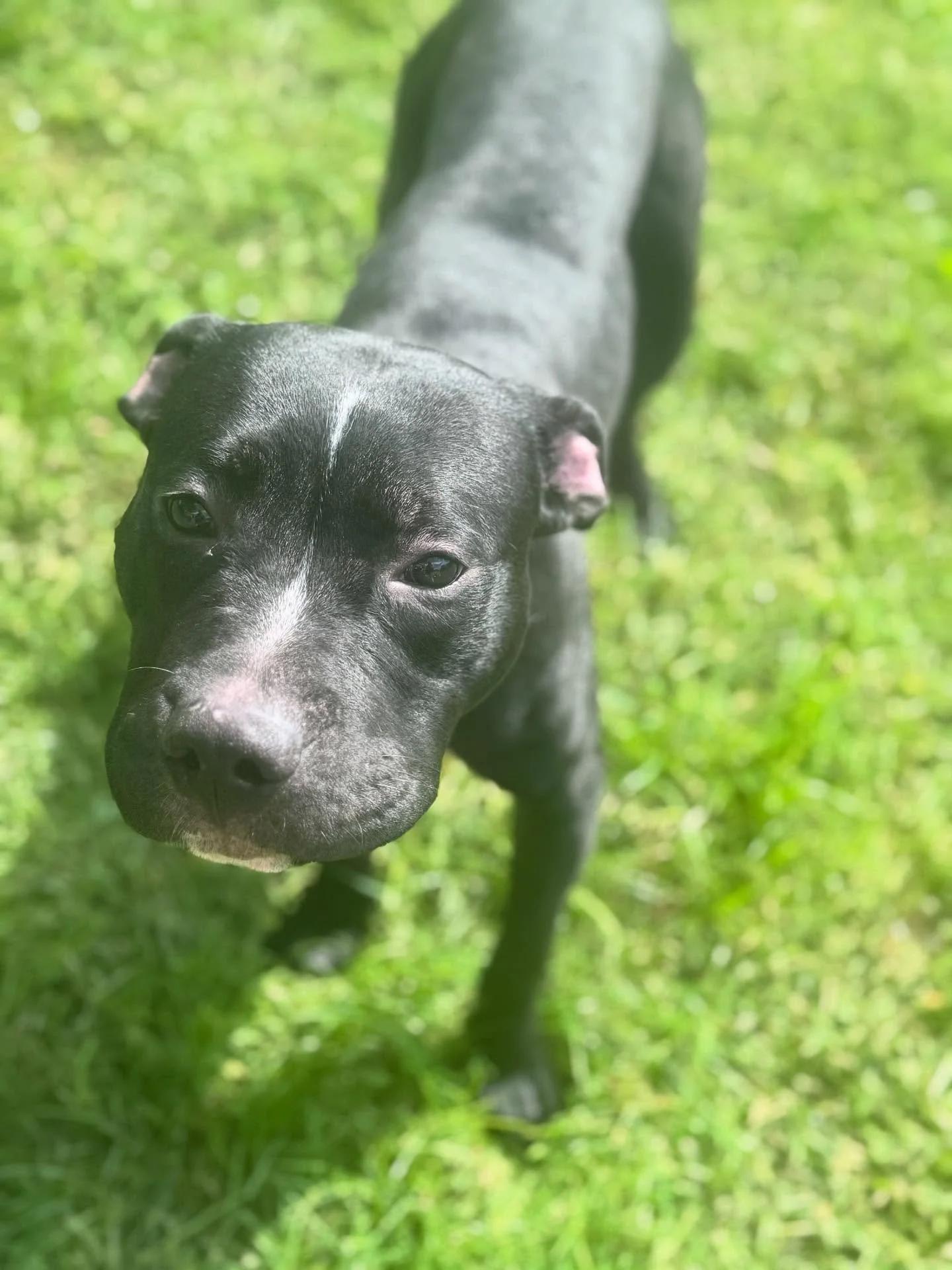 Enlarge Declan, a Adoptable mixed breed in Minneapolis, MN image 5/6