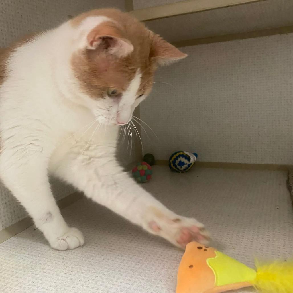 Enlarge Goldfish, a Adoptable Domestic Short Hair in Graham, TX image 1/2