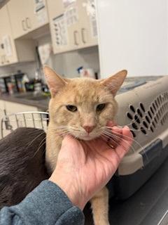 Cocoa, Adoptable, Adult Male Domestic Short Hair & Domestic Short Hair.