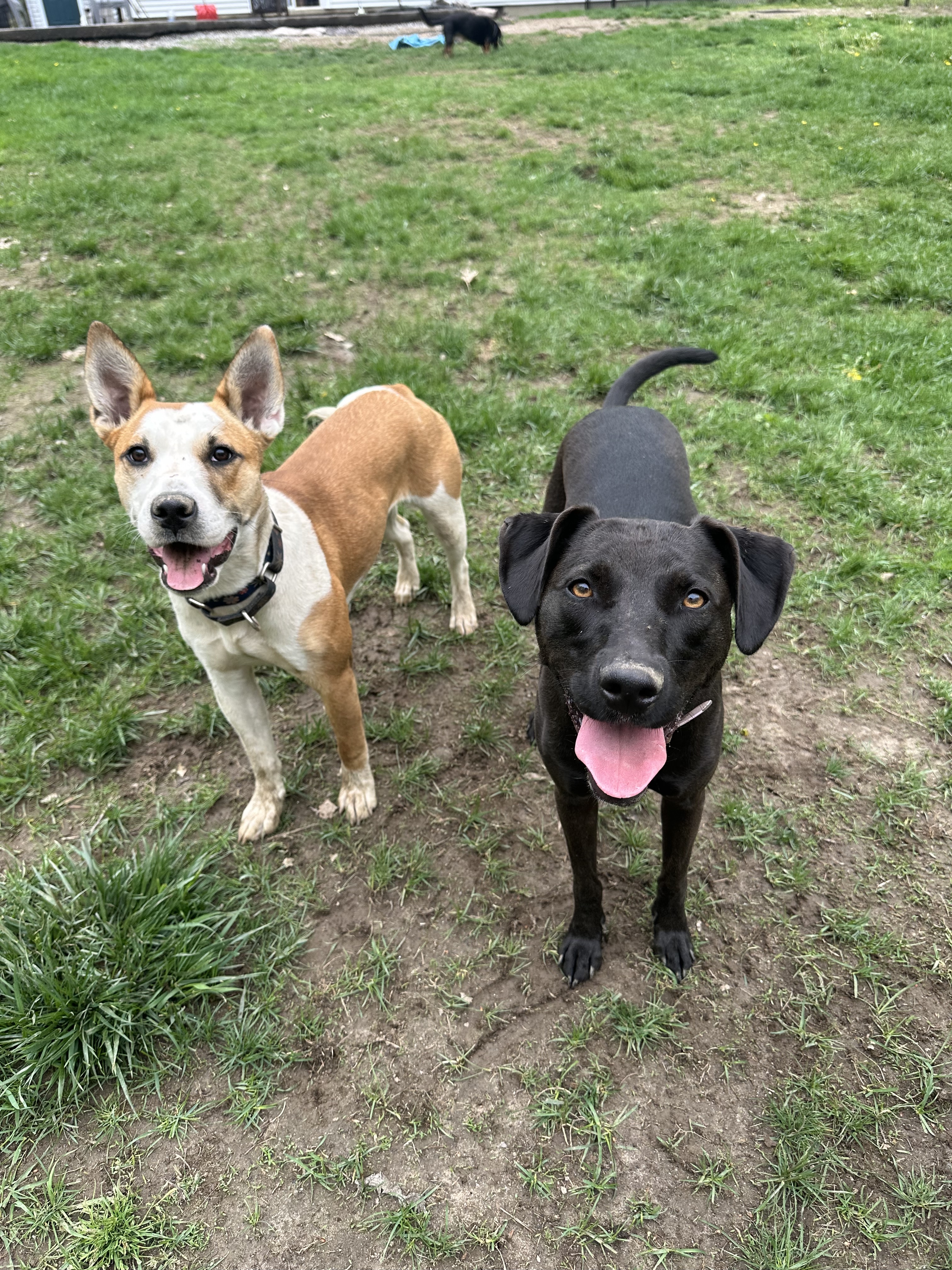 Lilly, a Adoptable mixed breed in Simsbury, CT image 6/6