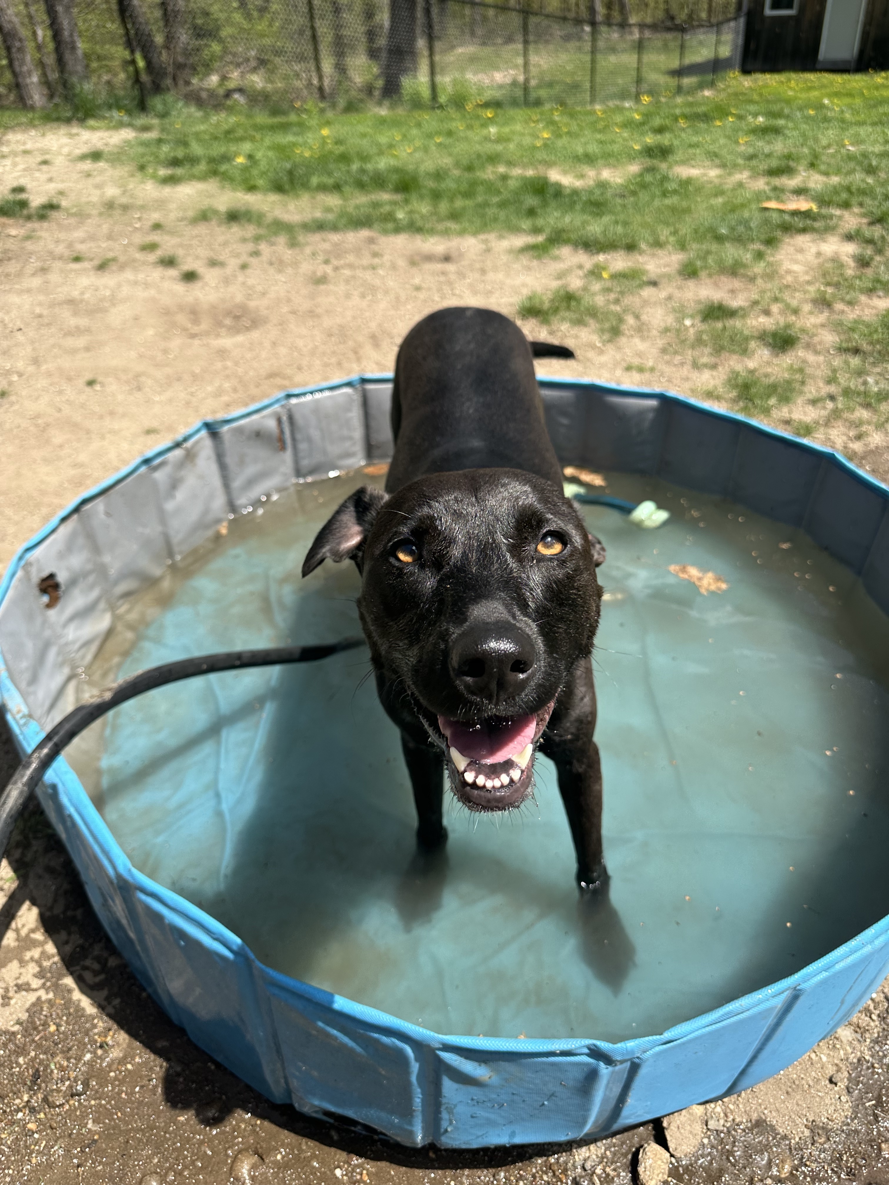 Lilly, a Adoptable mixed breed in Simsbury, CT image 5/6