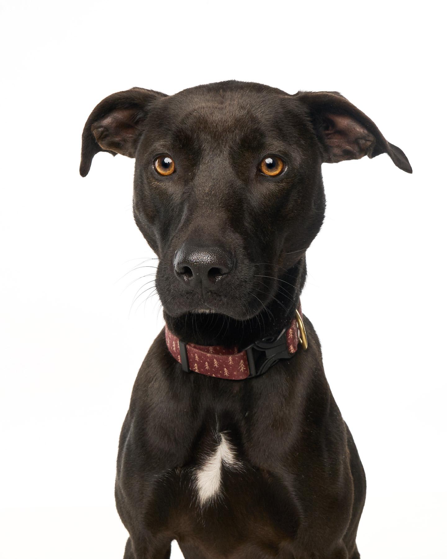 Lilly, Adoptable, Adult Female Vizsla & Terrier.