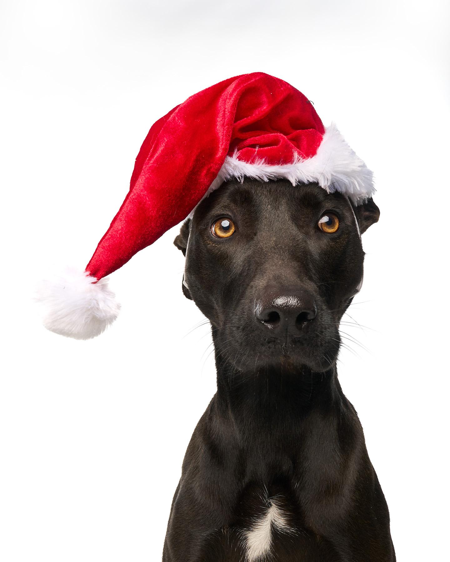 Lilly, a Adoptable mixed breed in Simsbury, CT image 3/6