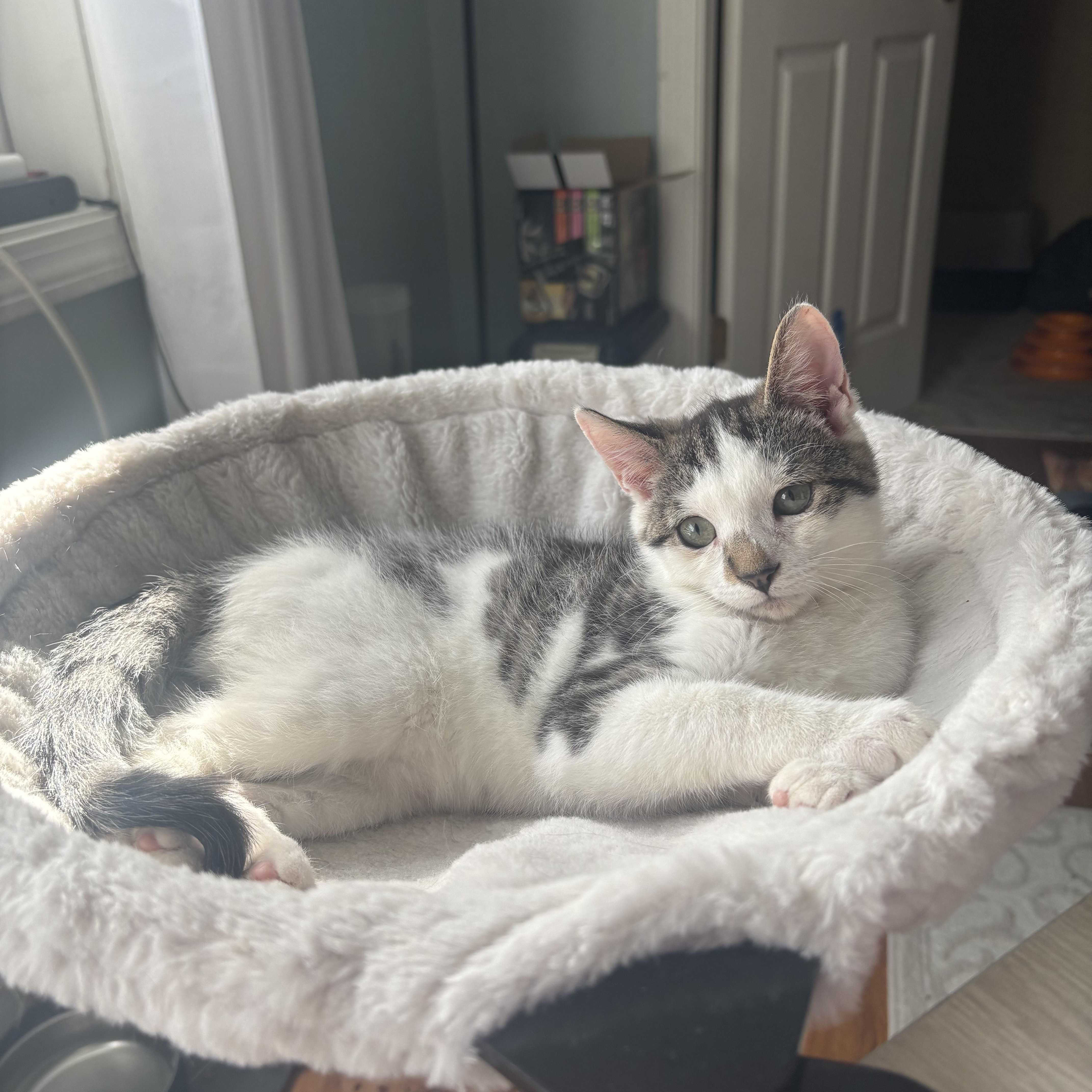 Enlarge Oobi, a Adopted Domestic Short Hair in Thomaston, CT image 1/6