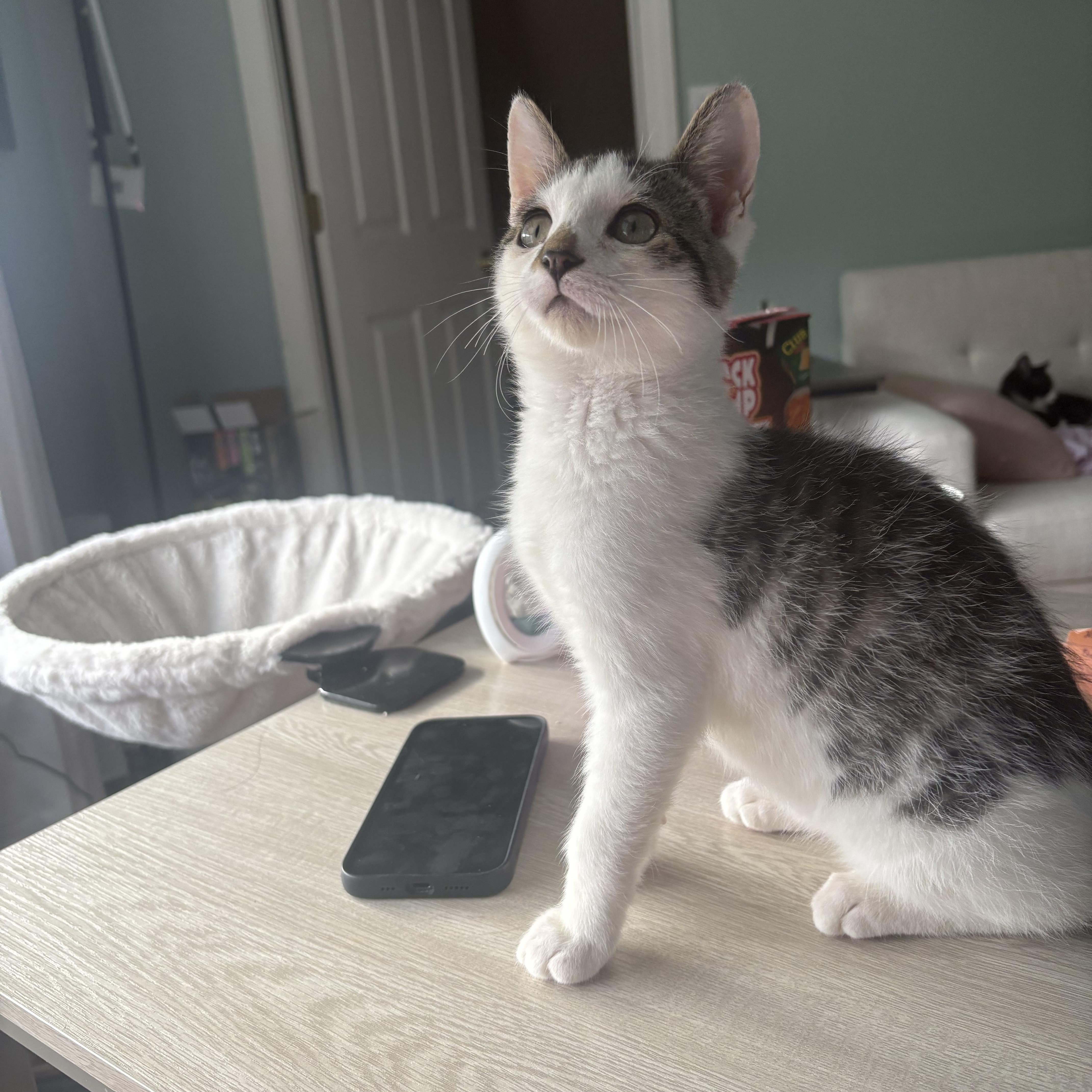 Enlarge Oobi, a Adopted Domestic Short Hair in Thomaston, CT image 2/6