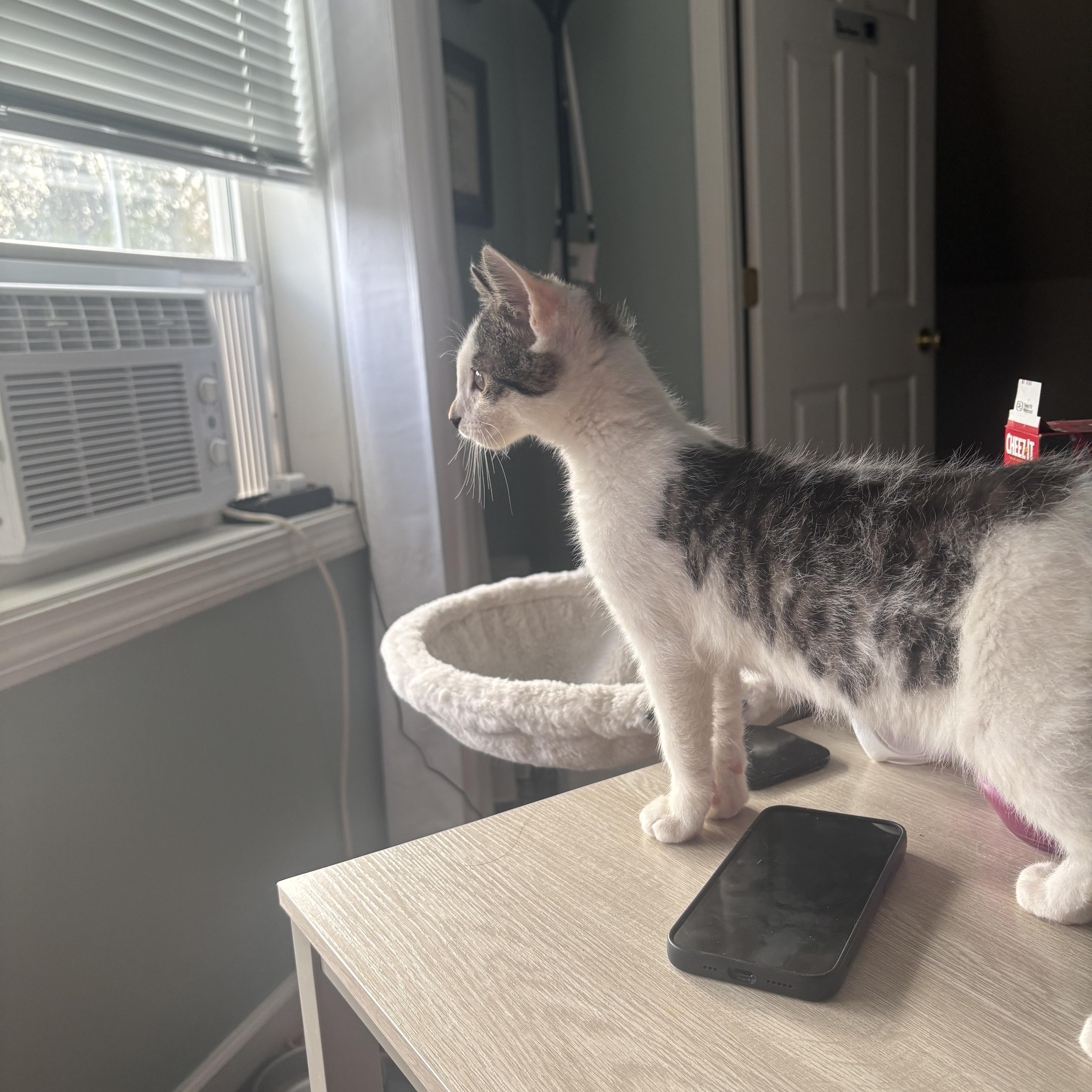 Enlarge Oobi, a Adopted Domestic Short Hair in Thomaston, CT image 6/6