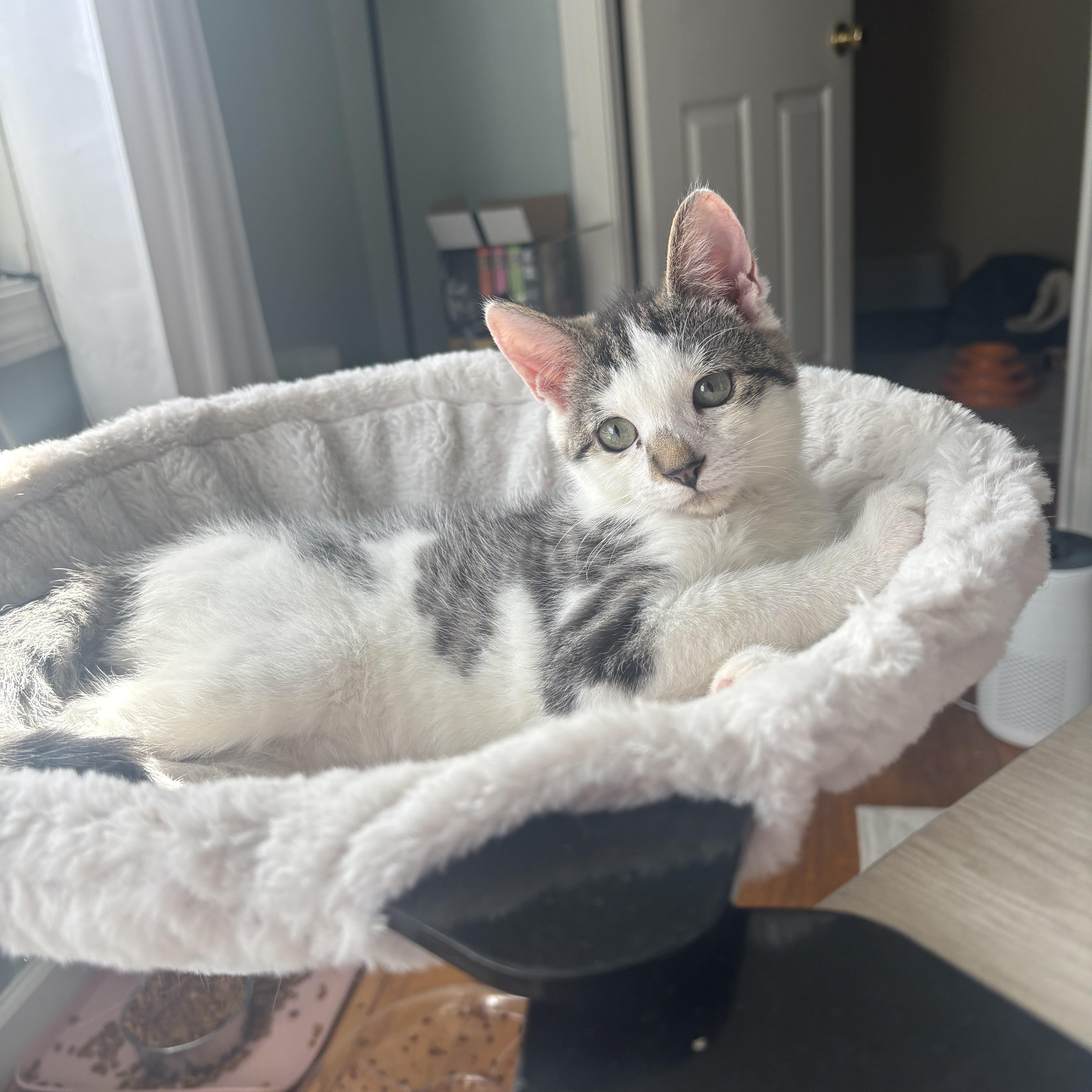 Enlarge Oobi, a Adopted Domestic Short Hair in Thomaston, CT image 5/6