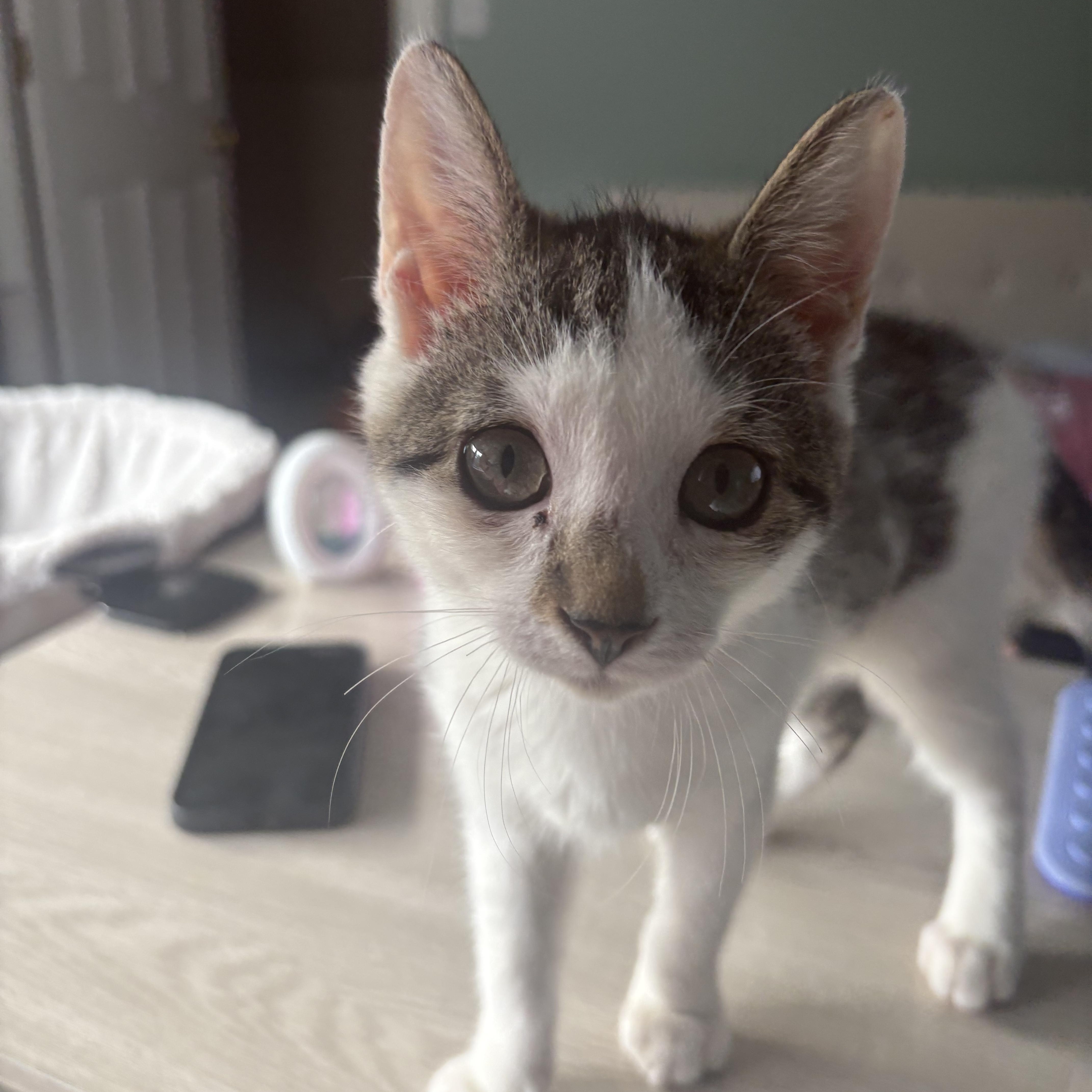 Enlarge Oobi, a Adopted Domestic Short Hair in Thomaston, CT image 3/6