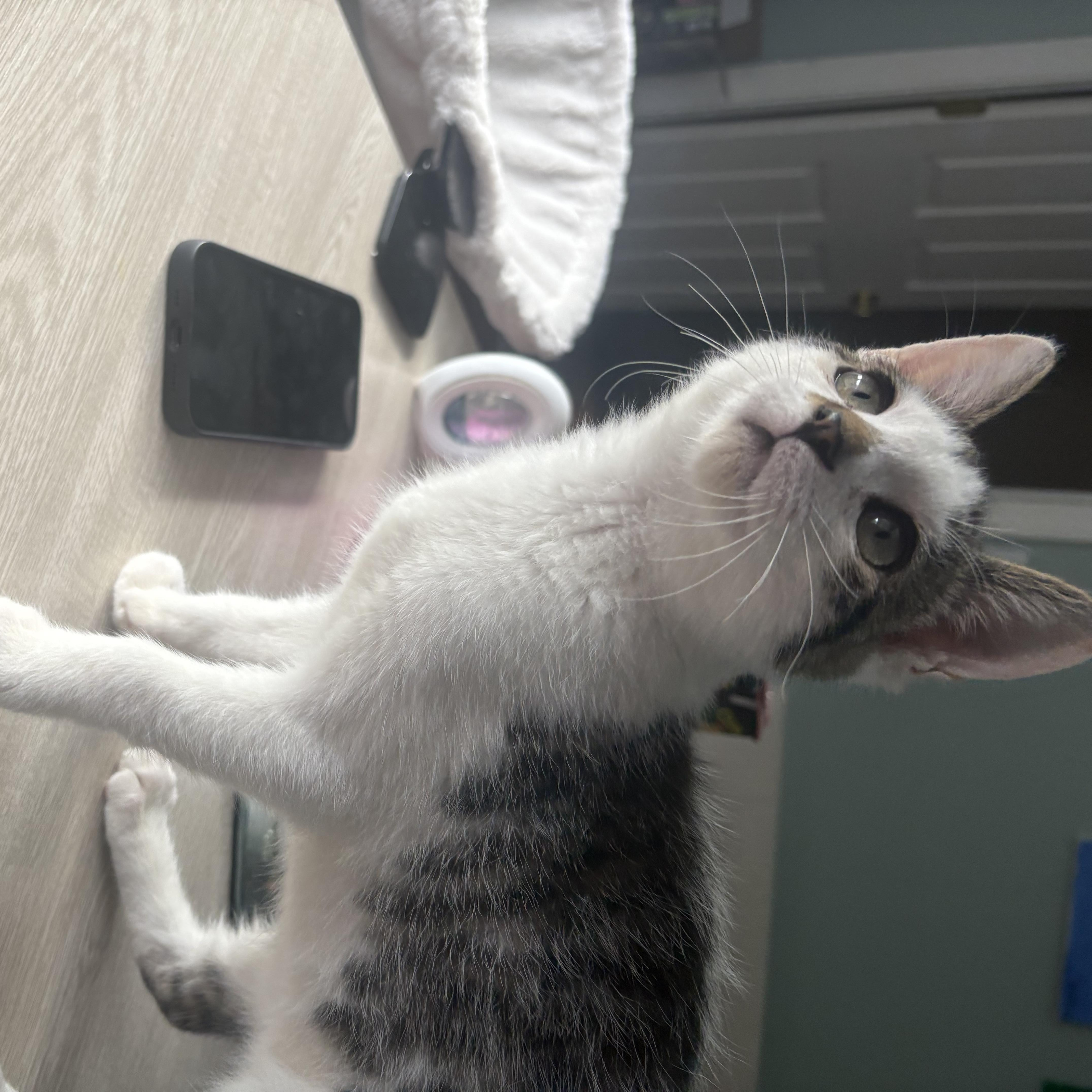 Enlarge Oobi, a Adopted Domestic Short Hair in Thomaston, CT image 4/6