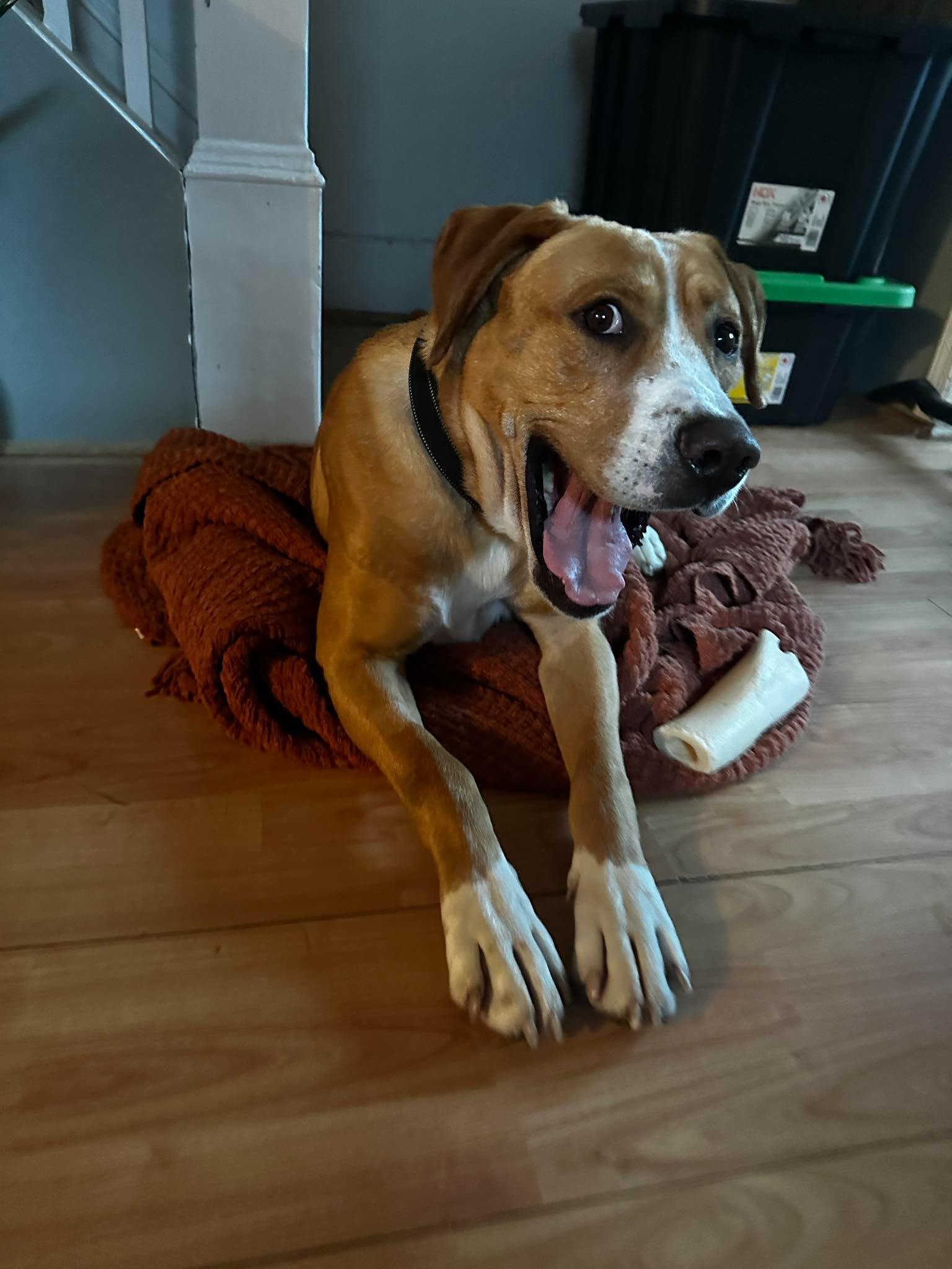 Enlarge Nacho, a Adoptable mixed breed in Woodstock, ON image 5/6
