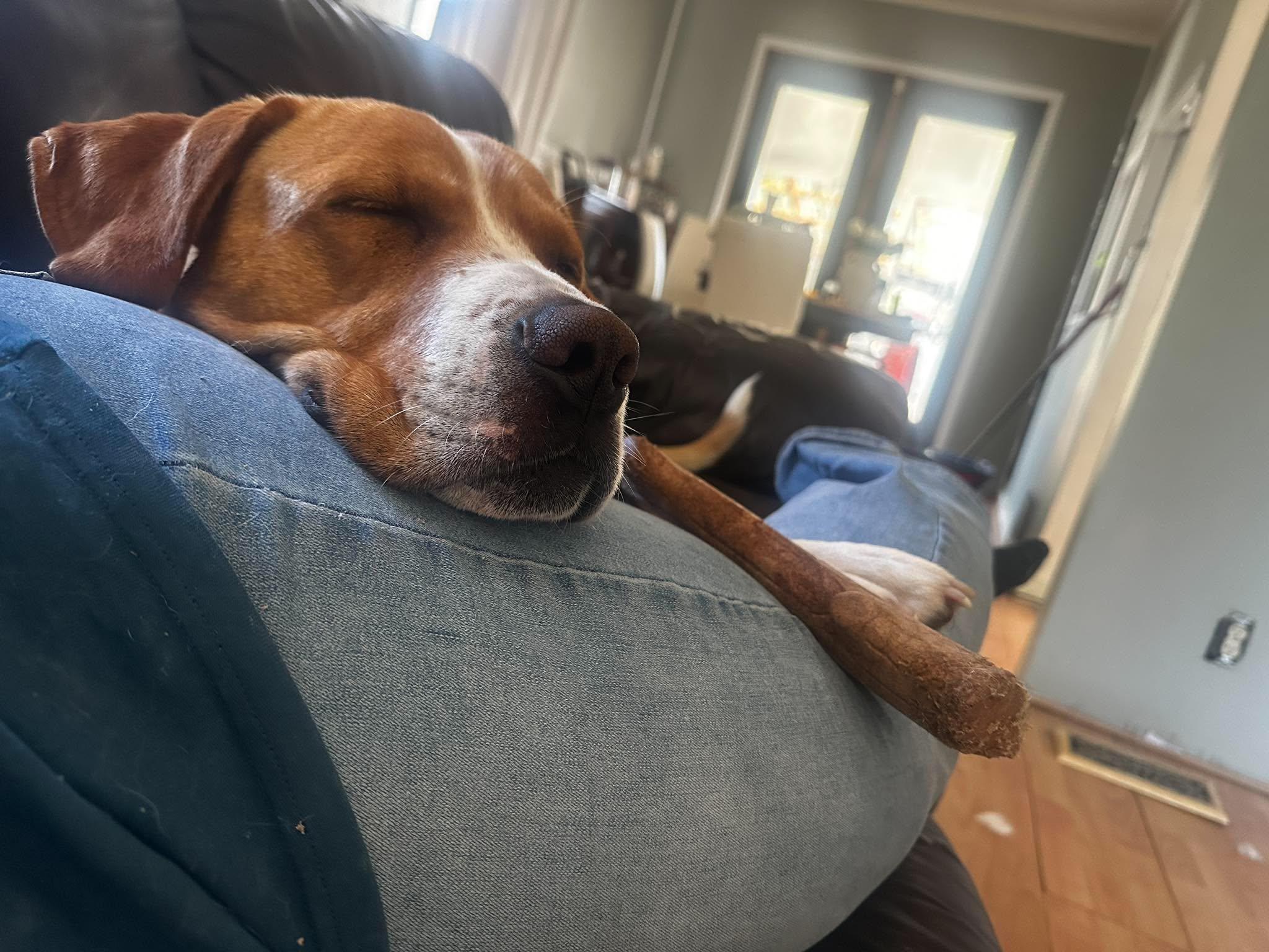 Enlarge Nacho, a Adoptable mixed breed in Woodstock, ON image 2/6