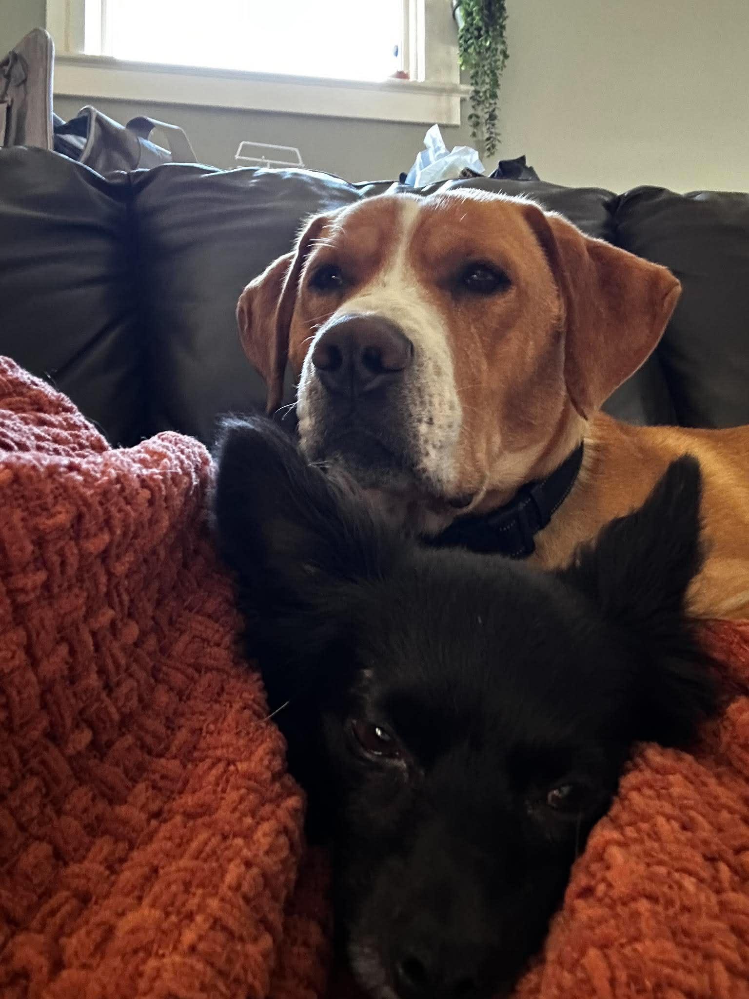 Enlarge Nacho, a Adoptable mixed breed in Woodstock, ON image 3/6