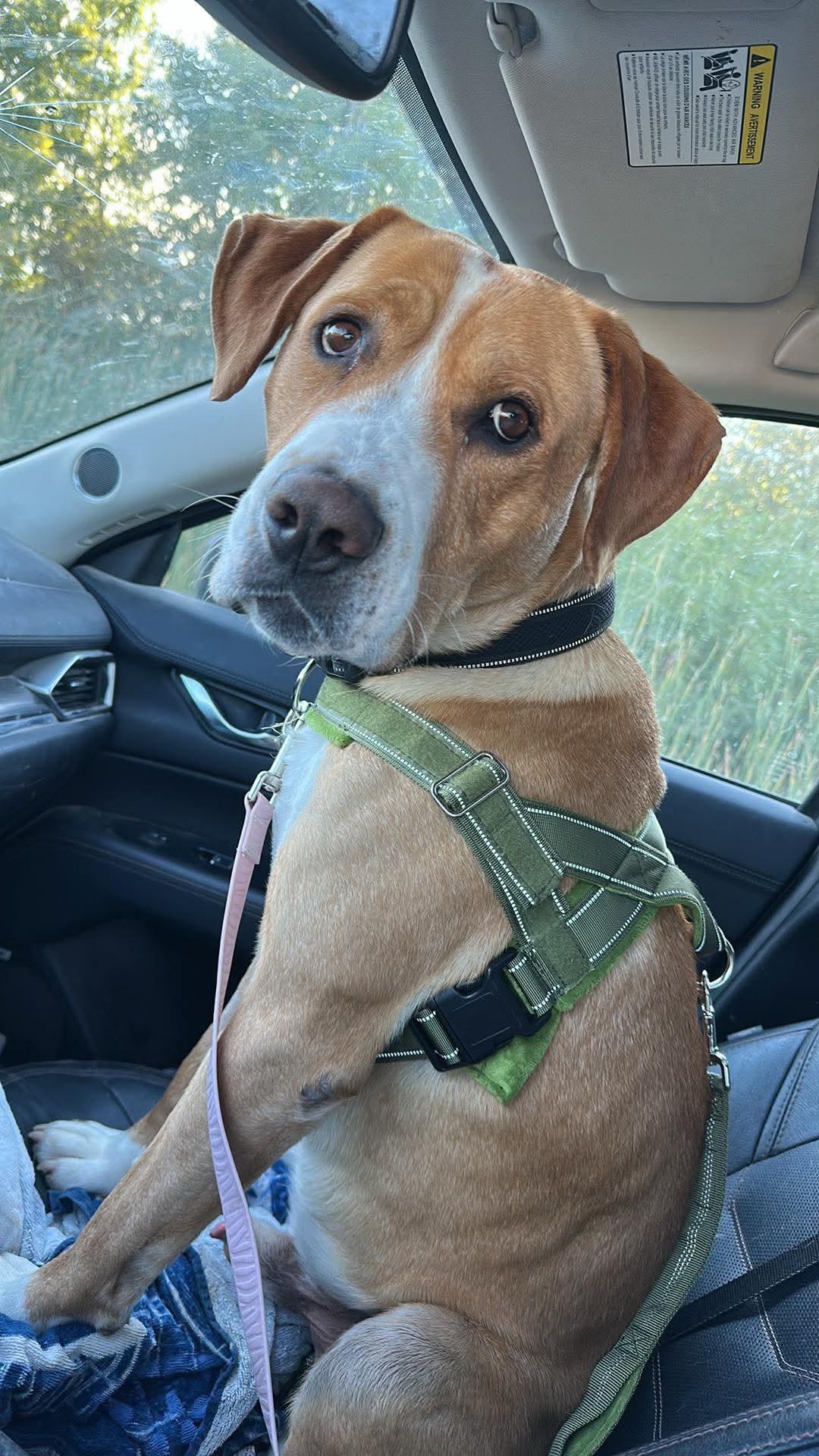 Enlarge Nacho, a Adoptable mixed breed in Woodstock, ON image 1/6