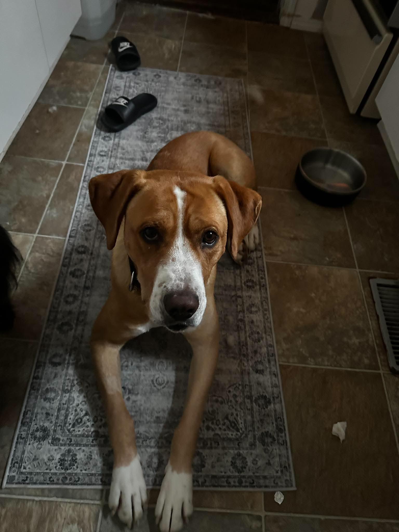 Enlarge Nacho, a Adoptable mixed breed in Woodstock, ON image 6/6