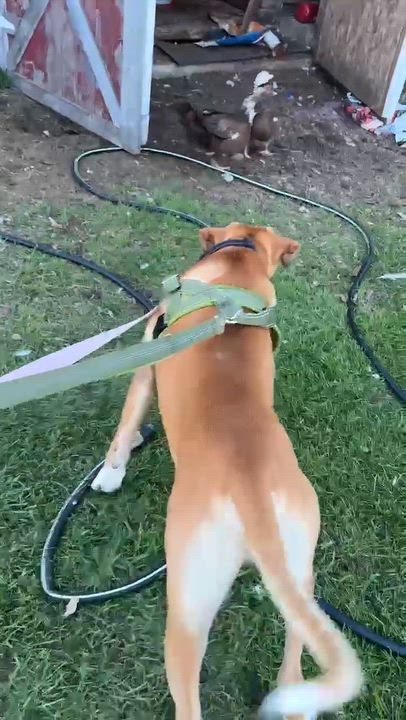 Enlarge Nacho, a Adoptable mixed breed in Woodstock, ON video 4/6