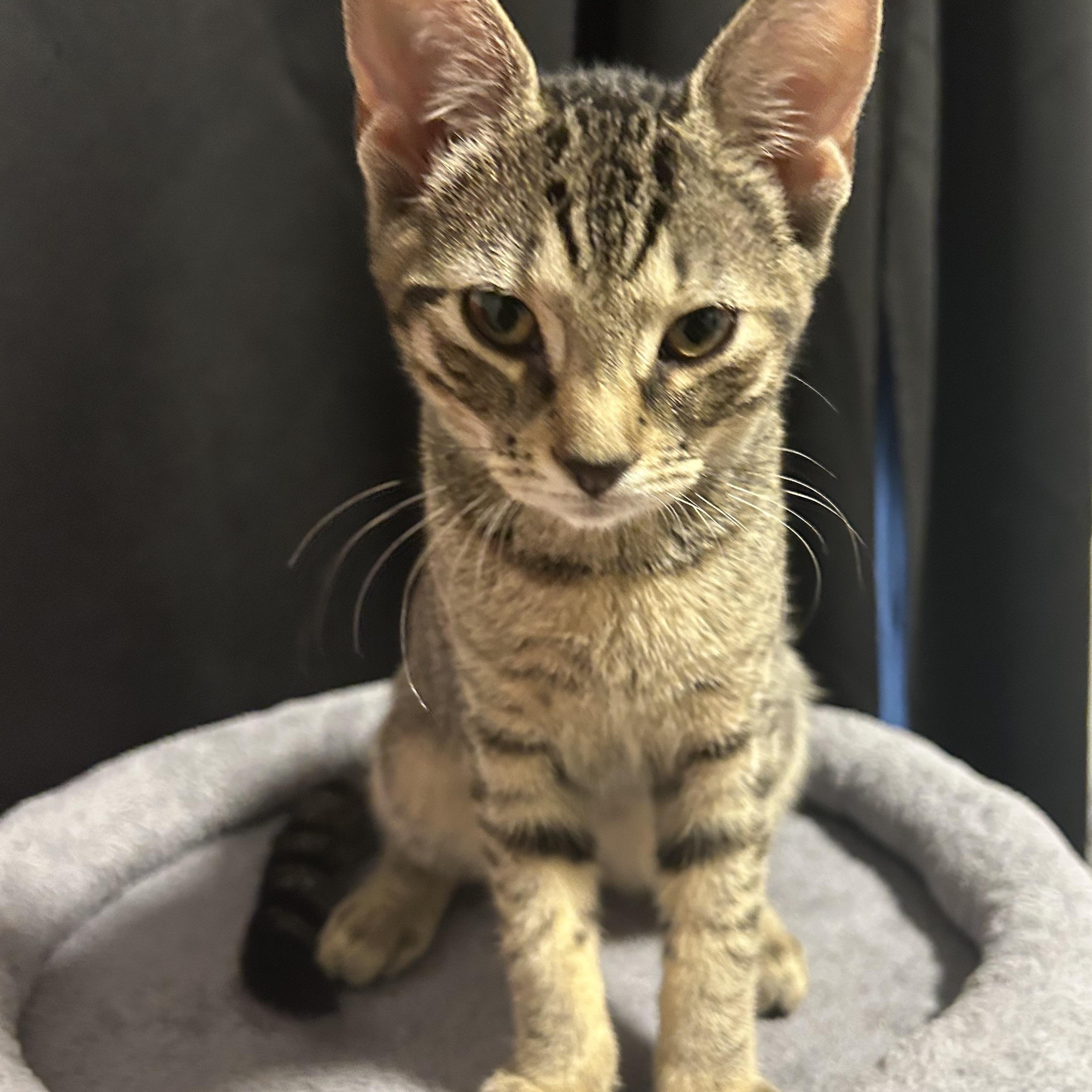 Enlarge Tofu Dashi Kimchi & Miso, a ADOPTABLE Domestic Short Hair in Clifton, NJ image 3/4