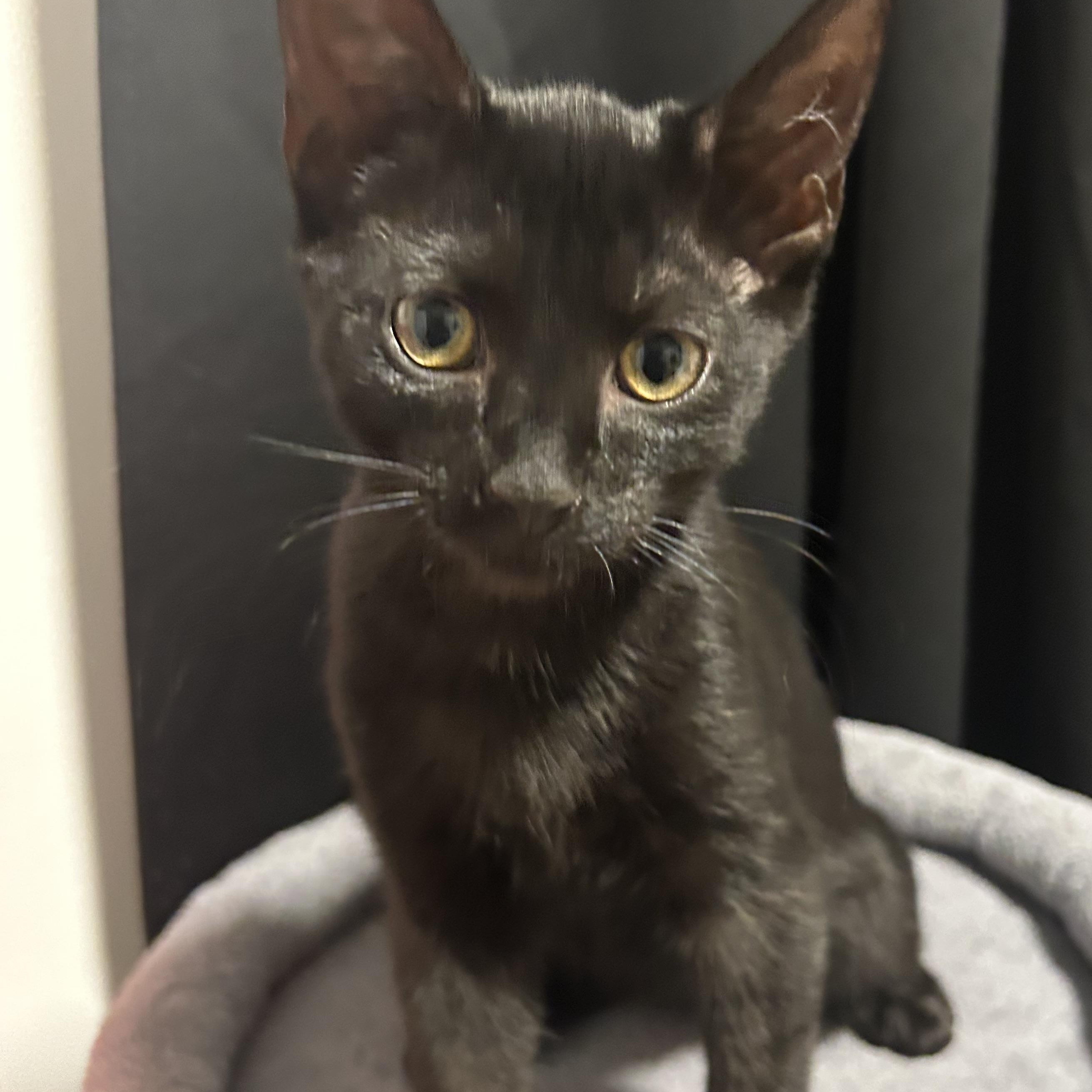 Enlarge Tofu Dashi Kimchi & Miso, a ADOPTABLE Domestic Short Hair in Clifton, NJ image 2/4