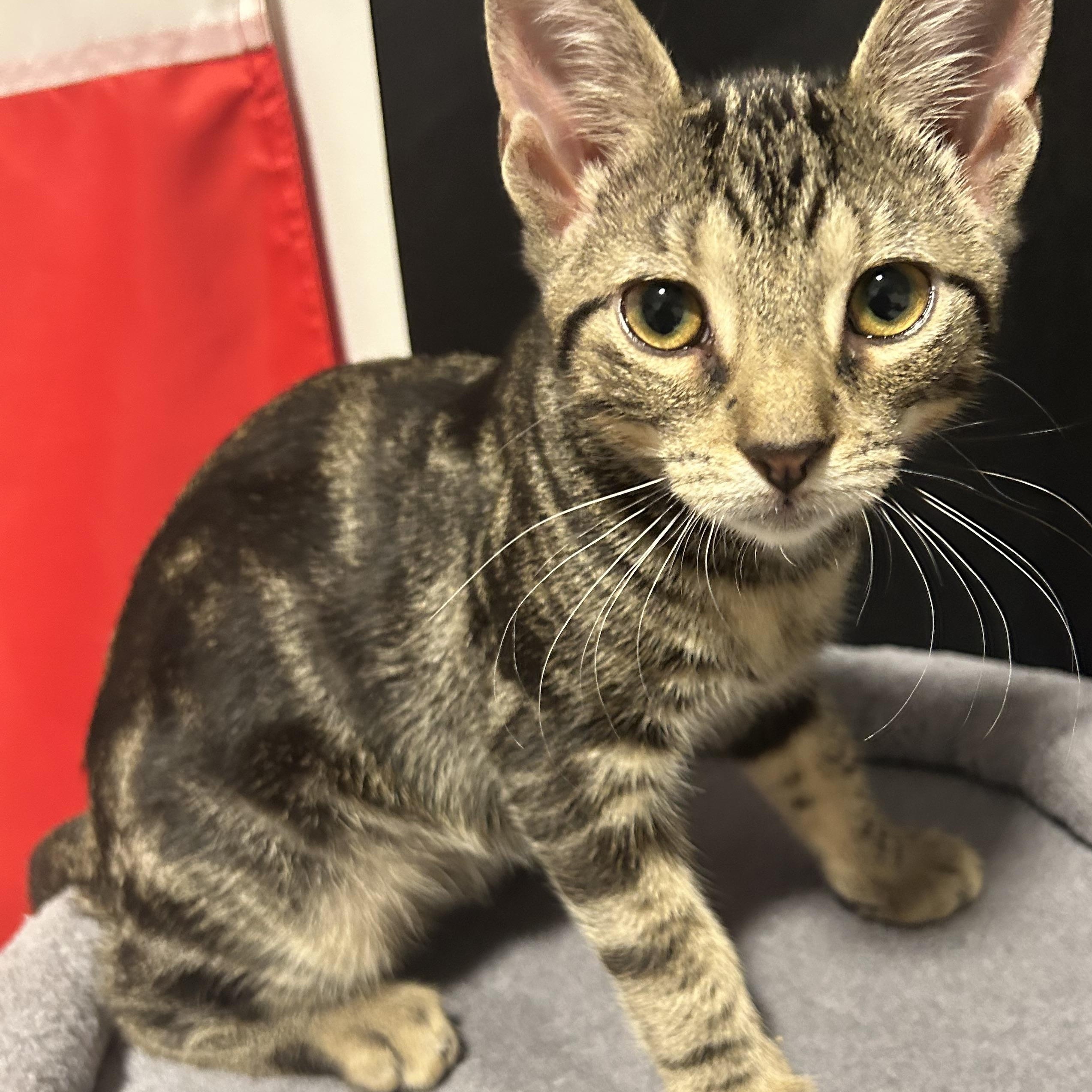 Tofu Dashi Kimchi & Miso, ADOPTABLE, Kitten Male Domestic Short Hair.