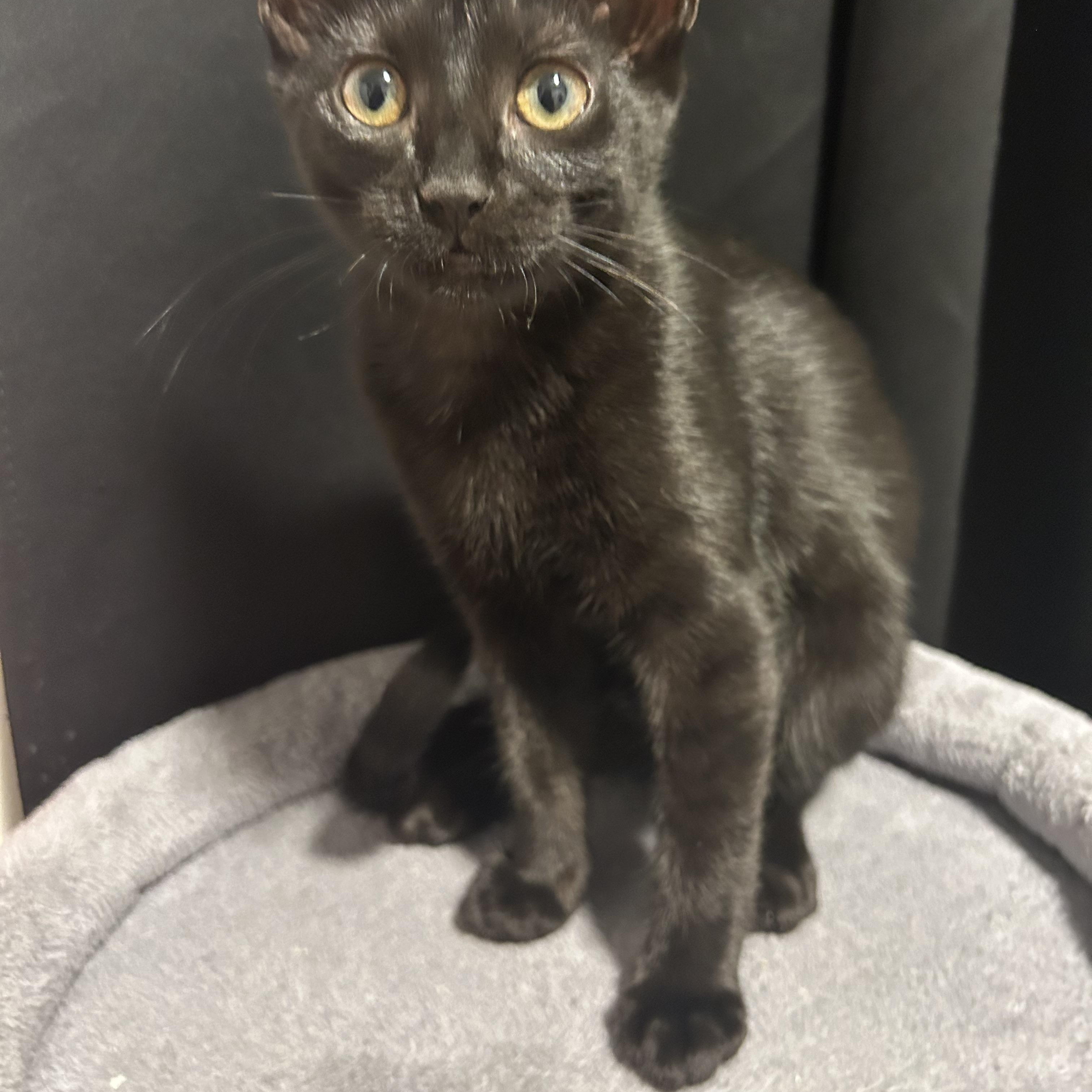 Enlarge Tofu Dashi Kimchi & Miso, a ADOPTABLE Domestic Short Hair in Clifton, NJ image 4/4