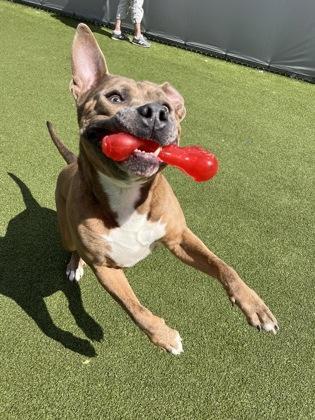 Phillip, a Adoptable mixed breed in Fishers, IN image 1/3