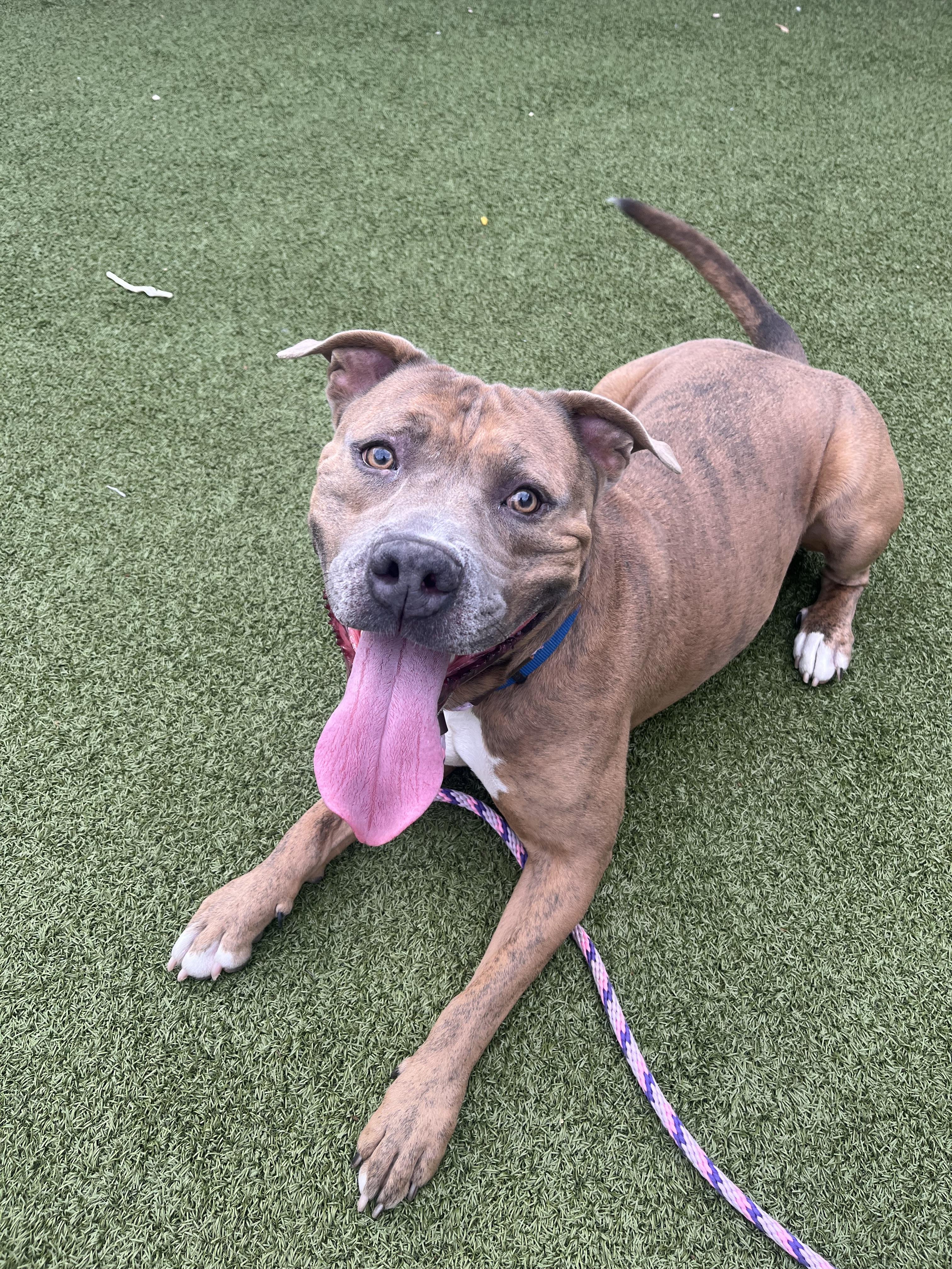 Phillip, a Adoptable mixed breed in Fishers, IN image 2/3