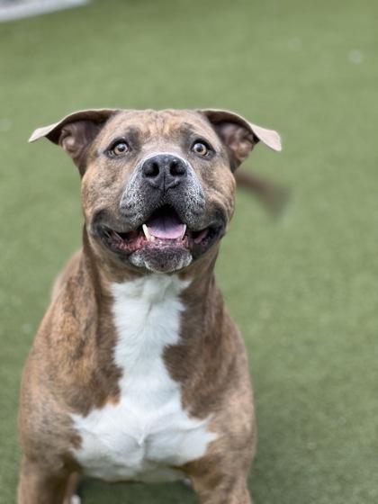 Phillip, Adoptable, Adult Male Pit Bull Terrier & Mixed Breed.