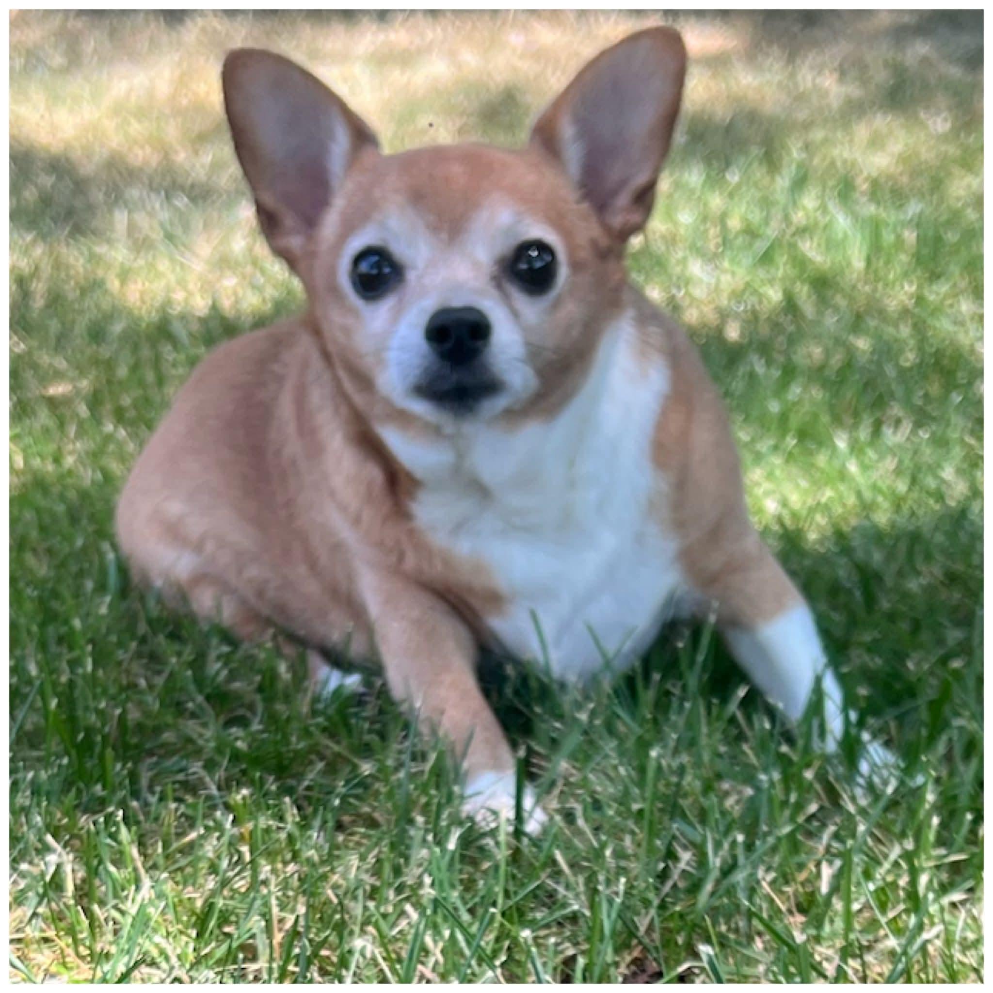 Enlarge Cheddar , a ADOPTABLE Chihuahua in Clovis, CA image 1/3