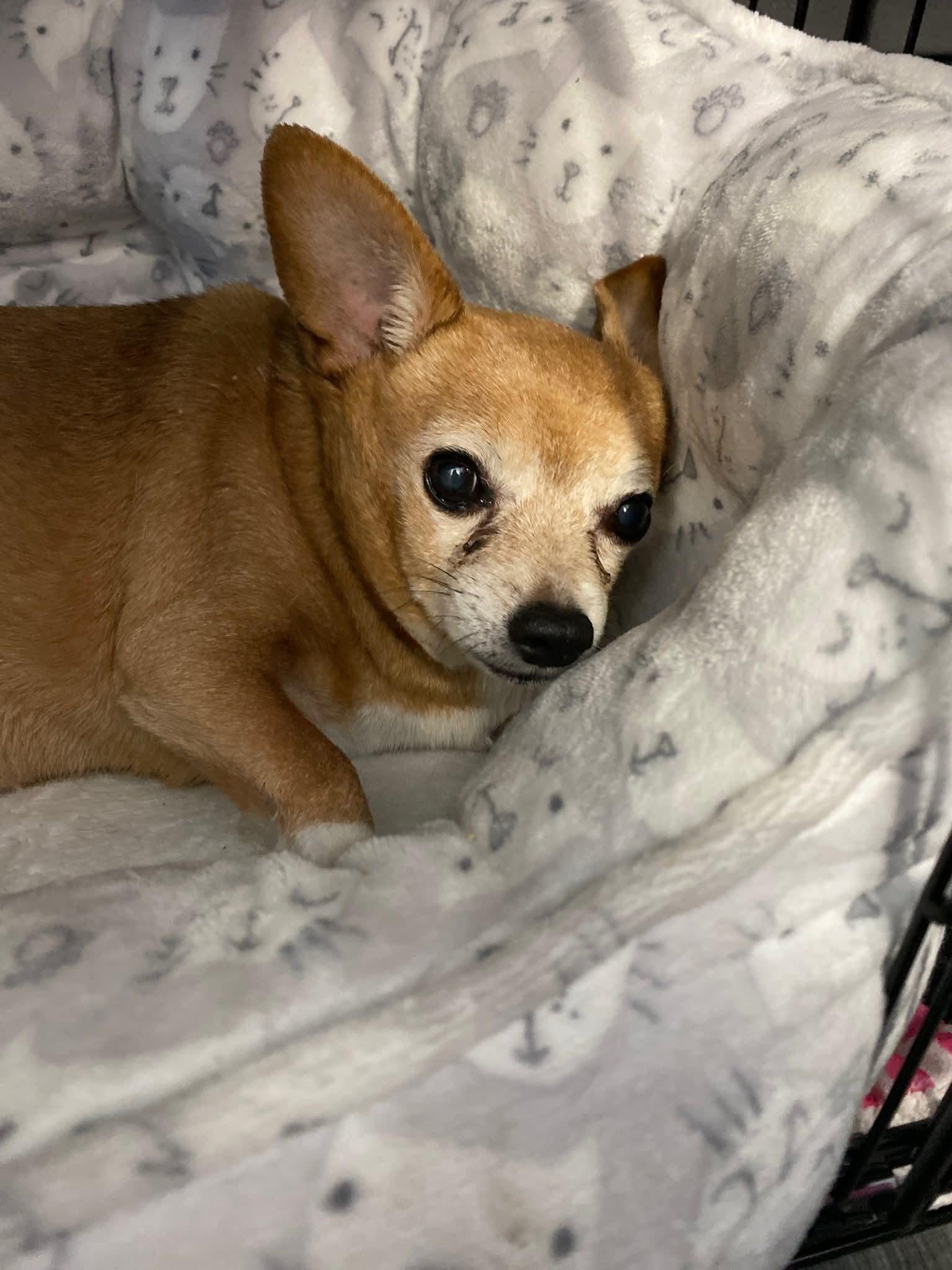 Enlarge Cheddar , a ADOPTABLE Chihuahua in Clovis, CA image 2/3