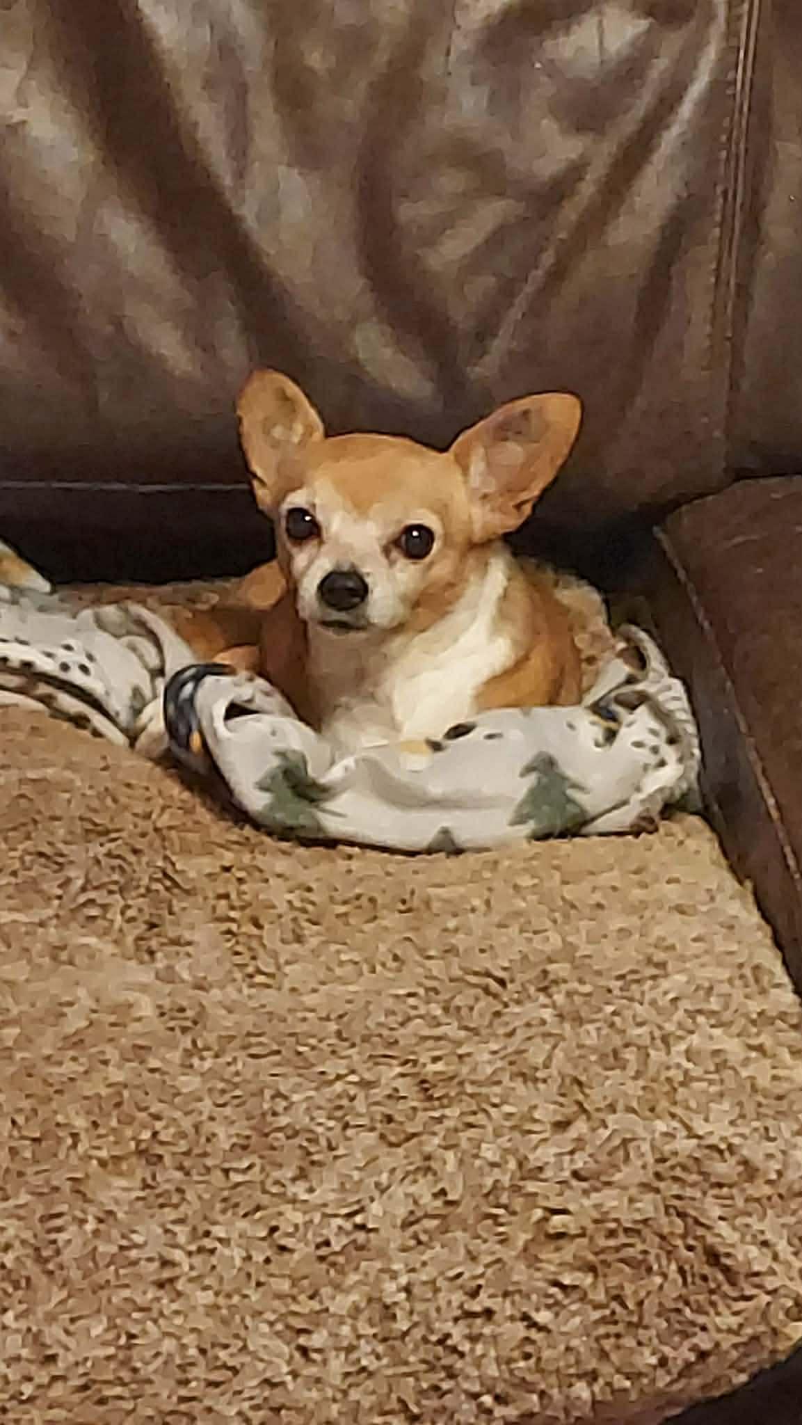 Enlarge Cheddar , a ADOPTABLE Chihuahua in Clovis, CA image 3/3