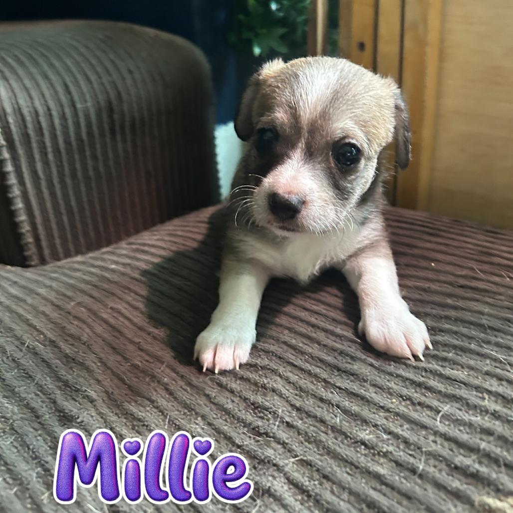 Enlarge Millie, a Adoptable mixed breed in Ferndale, WA image 1/1