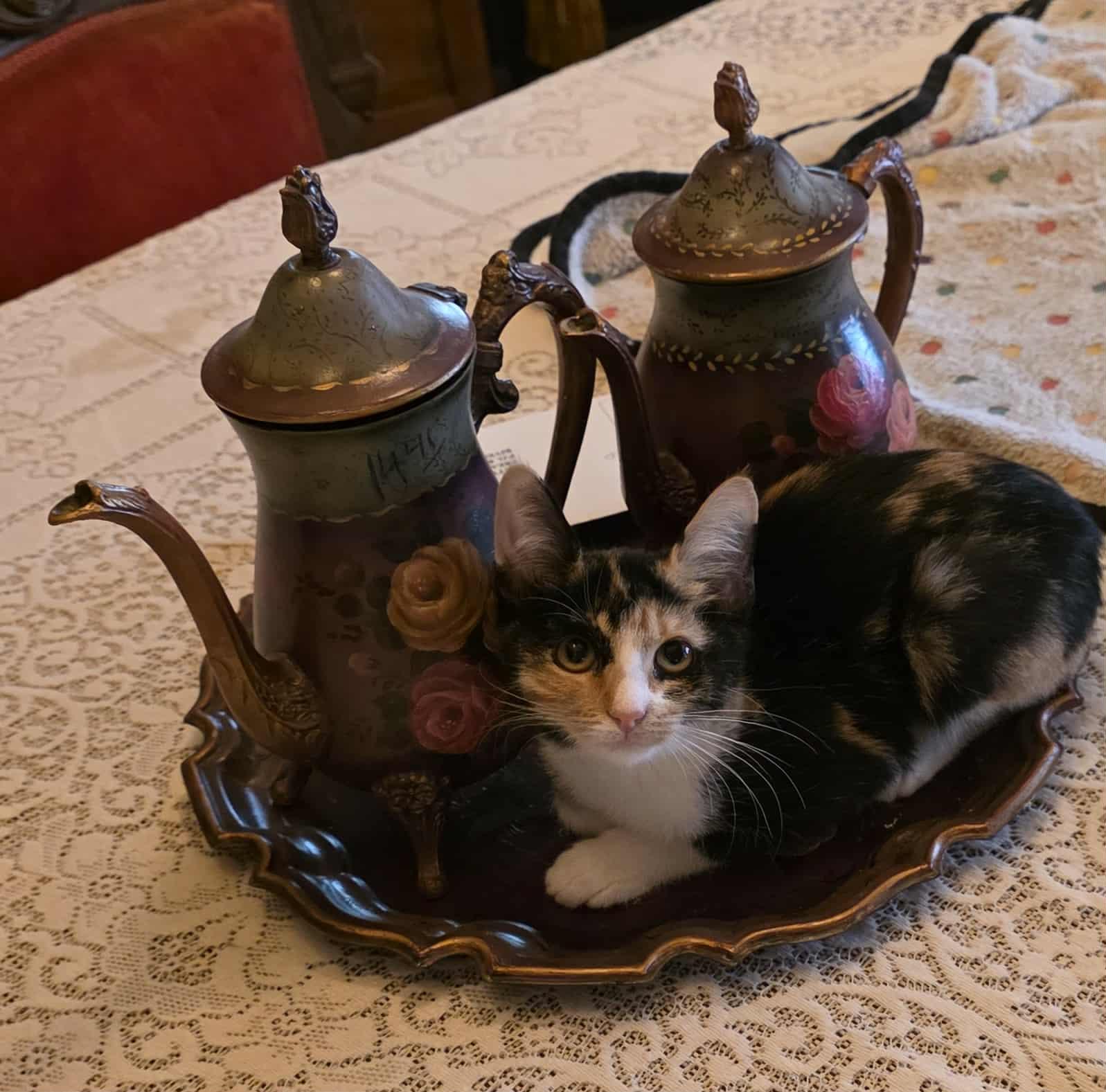 Enlarge Coral, a Adoptable Calico in Riverside, CA image 5/6