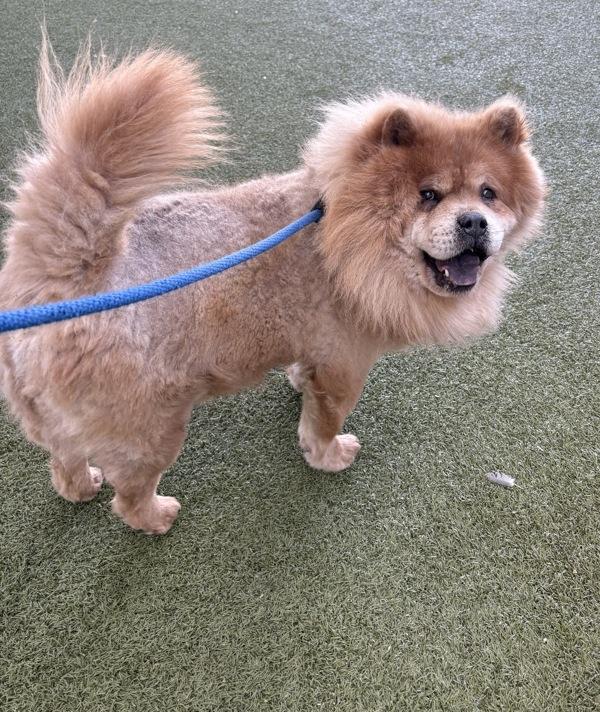 *Safari*, Adoptable, Adult Male Chow Chow.