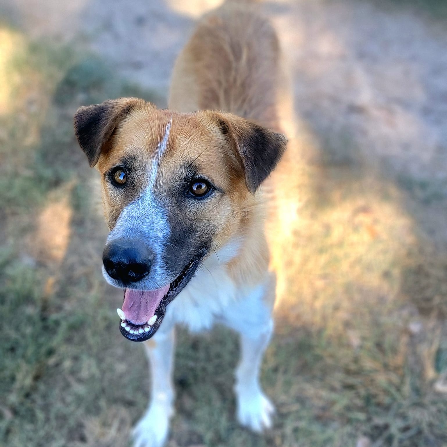 Rolo, a Adoptable mixed breed in Mendham, NJ image 2/5